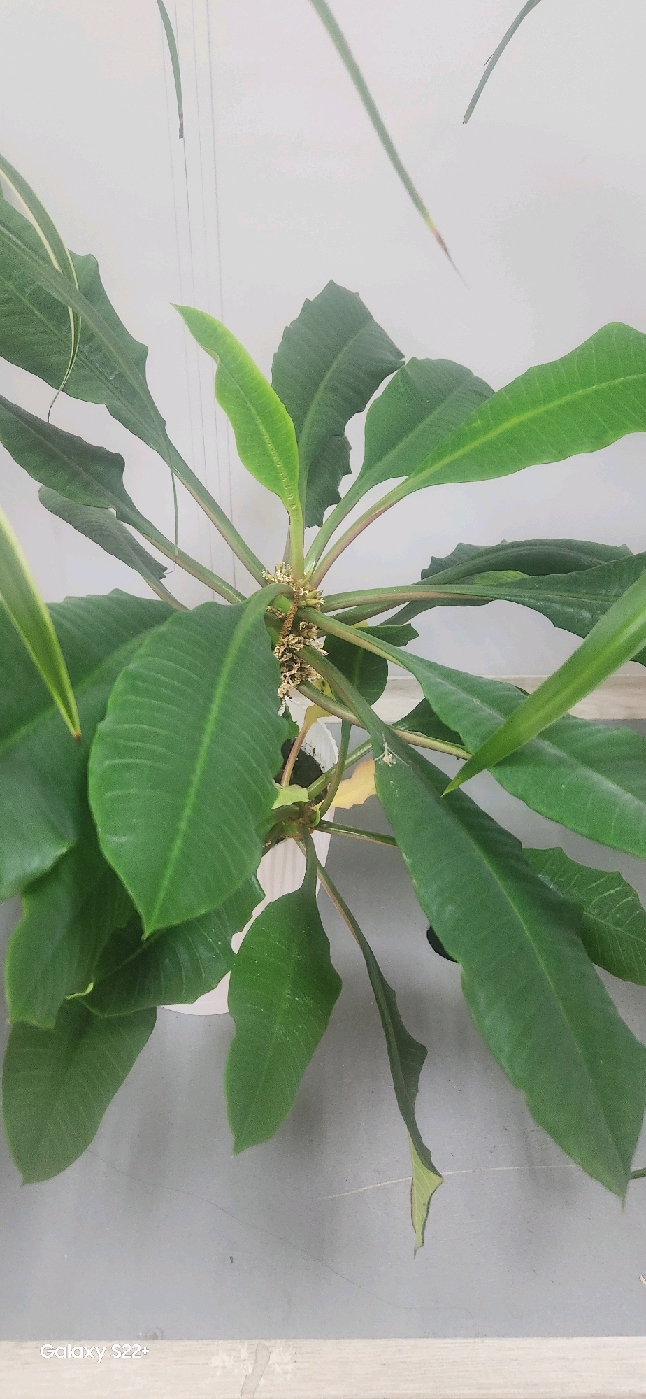 The image shows a close-up, top-down view of a plant with large, green, lance-shaped leaves. The plant has multiple stems branching out from a central point, and some small, light-colored flowers are visible at the center. The leaves have prominent veins and slightly serrated edges. The plant is in a white pot, which is partially visible at the bottom. The background is a plain, light-colored wall, and the surface below the pot appears to be a gray floor. There are no people or animals present. The image was taken in the city of Nyurba, Russia.
