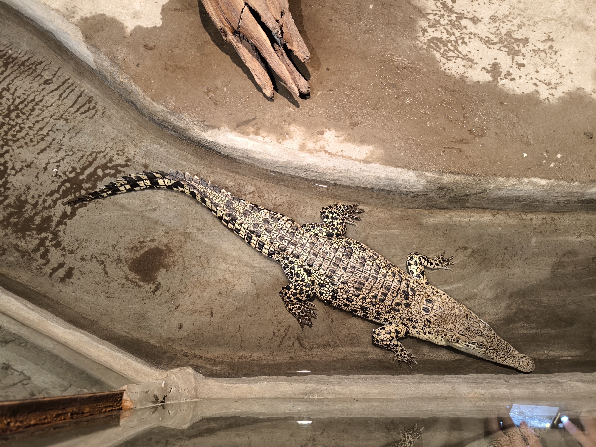 A crocodile rests on the damp, concrete floor of an enclosure, its patterned scales a mix of beige and black. The reptile is angled diagonally across the frame, its long tail extending towards the upper left corner and its head towards the lower right. Its body is illuminated by overhead lighting, casting shadows on the textured ground.
The enclosure appears to be an exhibit, with a pool of water visible at the bottom of the image. The water reflects the overhead lights and the edges of the enclosure. A piece of weathered wood, possibly part of the exhibit's decor, is positioned in the upper portion of the frame, casting a distinct shadow.
The crocodile's skin is a mosaic of scales, with darker markings on its back and tail, and lighter, more intricate patterns on its head and limbs. Its eyes are closed, suggesting it is relaxed or resting.
The scene is likely indoors, given the lighting and the enclosed nature of the exhibit. The presence of the water and the rough concrete suggest a habitat designed for a reptile.
There is no visible text in the image.