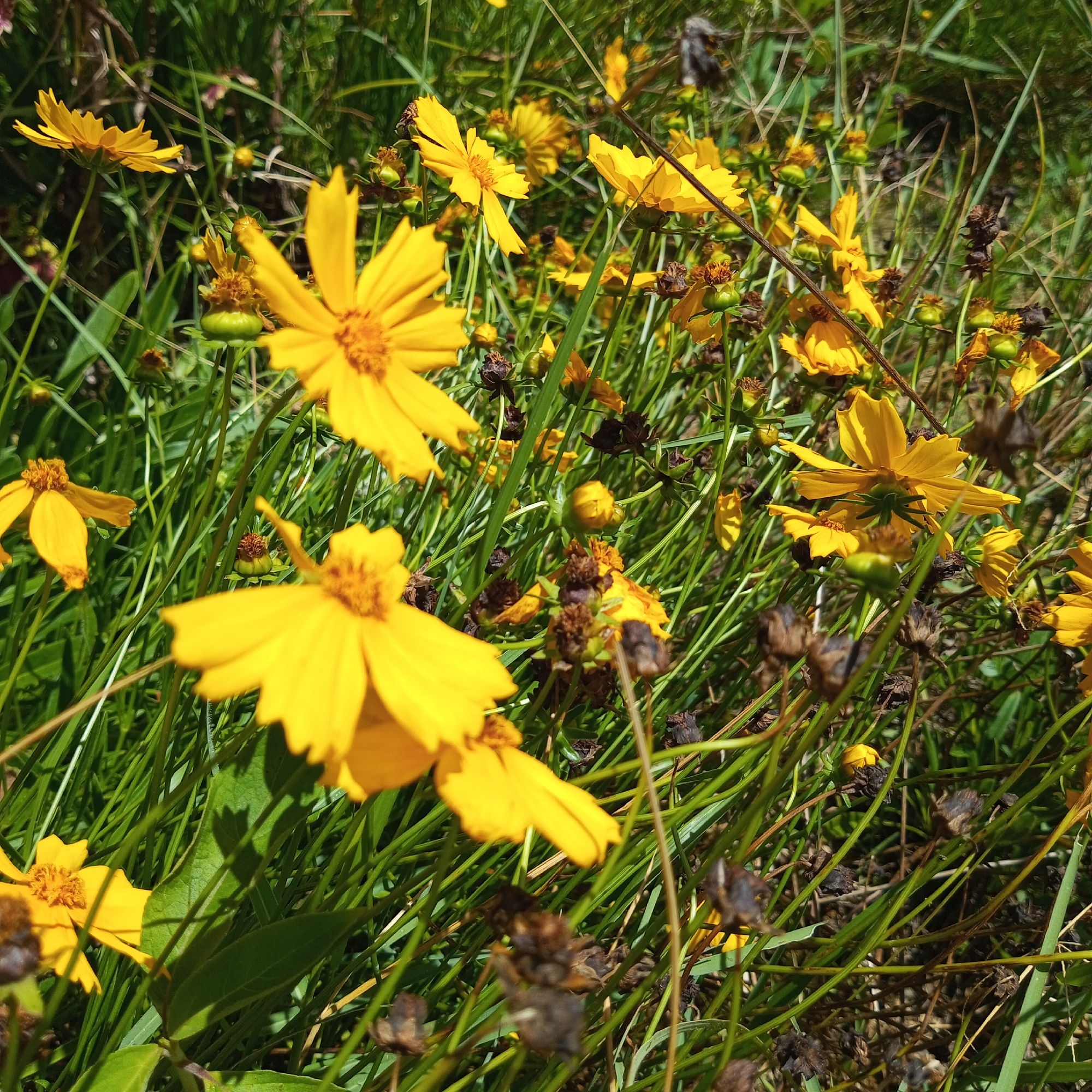 A close-up, high-angle shot captures a field of vibrant yellow flowers interspersed with tall green grass and dried seed heads. The flowers, with their numerous, slender petals radiating from a central disc, are the primary subjects. Some are in full bloom, while others are depicted as buds or wilting. The grass is lush and appears to be in natural, untamed growth, with some stalks casting shadows on the ground. The overall impression is one of a wild, sunlit meadow. No people or man-made structures are visible, suggesting a natural environment. The image was captured in Gegarang, Indonesia.