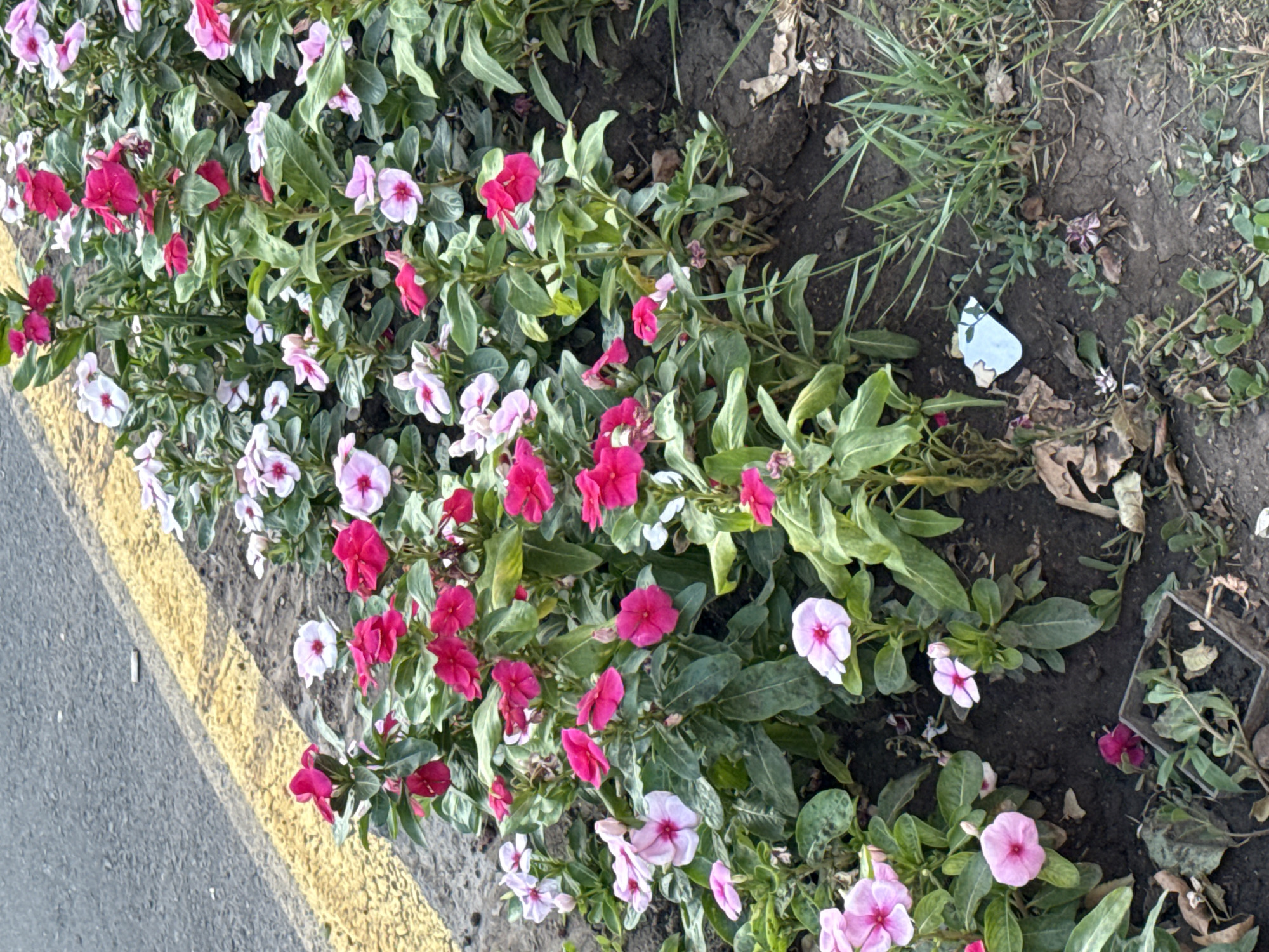 A close-up, overhead shot features a line of vibrant pink and white flowers with green foliage, bordering a grey asphalt road marked with a yellow line. The flowers are in full bloom, creating a colorful display along the roadside. To the right of the flowers, the ground is dark soil with scattered dry leaves and green grass. A small, light blue butterfly, possibly made of paper or plastic, rests on the soil amidst the grass and leaves, adding a whimsical touch to the scene. The lighting suggests it is daytime, likely late morning or afternoon, with soft shadows indicating overcast or diffused sunlight. The setting appears to be an outdoor urban or suburban environment, possibly a park, garden, or roadside planting in Yerevan, Armenia. There are no people or any visible text in the image. The overall mood is peaceful and natural, highlighted by the beauty of the flowers and the unexpected presence of the small butterfly.
