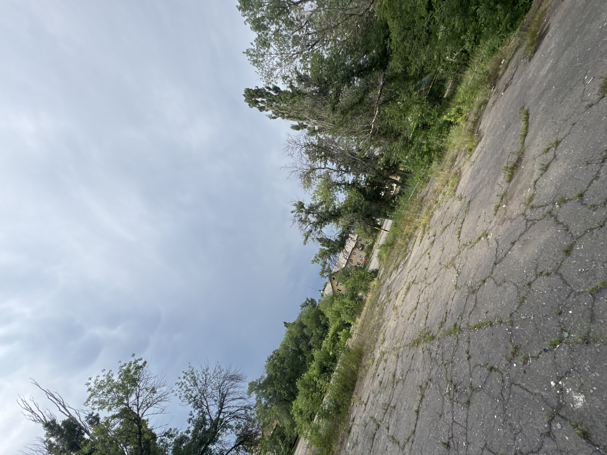 The media file is a landscape image, likely taken outdoors on a cloudy day. The scene depicts an overgrown, cracked asphalt surface in the foreground, suggesting an abandoned or neglected area. Lush green trees and vegetation flank the right side of the image, creating a dense canopy that partially obscures buildings in the middle ground. These buildings appear to be multi-story structures with visible windows, hinting at a residential or institutional setting that has fallen into disrepair. The sky is overcast with a muted light, indicating possibly early morning or late afternoon, or simply a heavily clouded day. The overall mood conveyed is one of desolation and the encroachment of nature reclaiming man-made structures. There are no visible people or specific activities taking place. The focus is on the textures of the cracked pavement, the varied greens of the foliage, and the weathered appearance of the buildings. The orientation of the image is rotated, with the sky on the left and the ground on the right, creating a dynamic perspective.