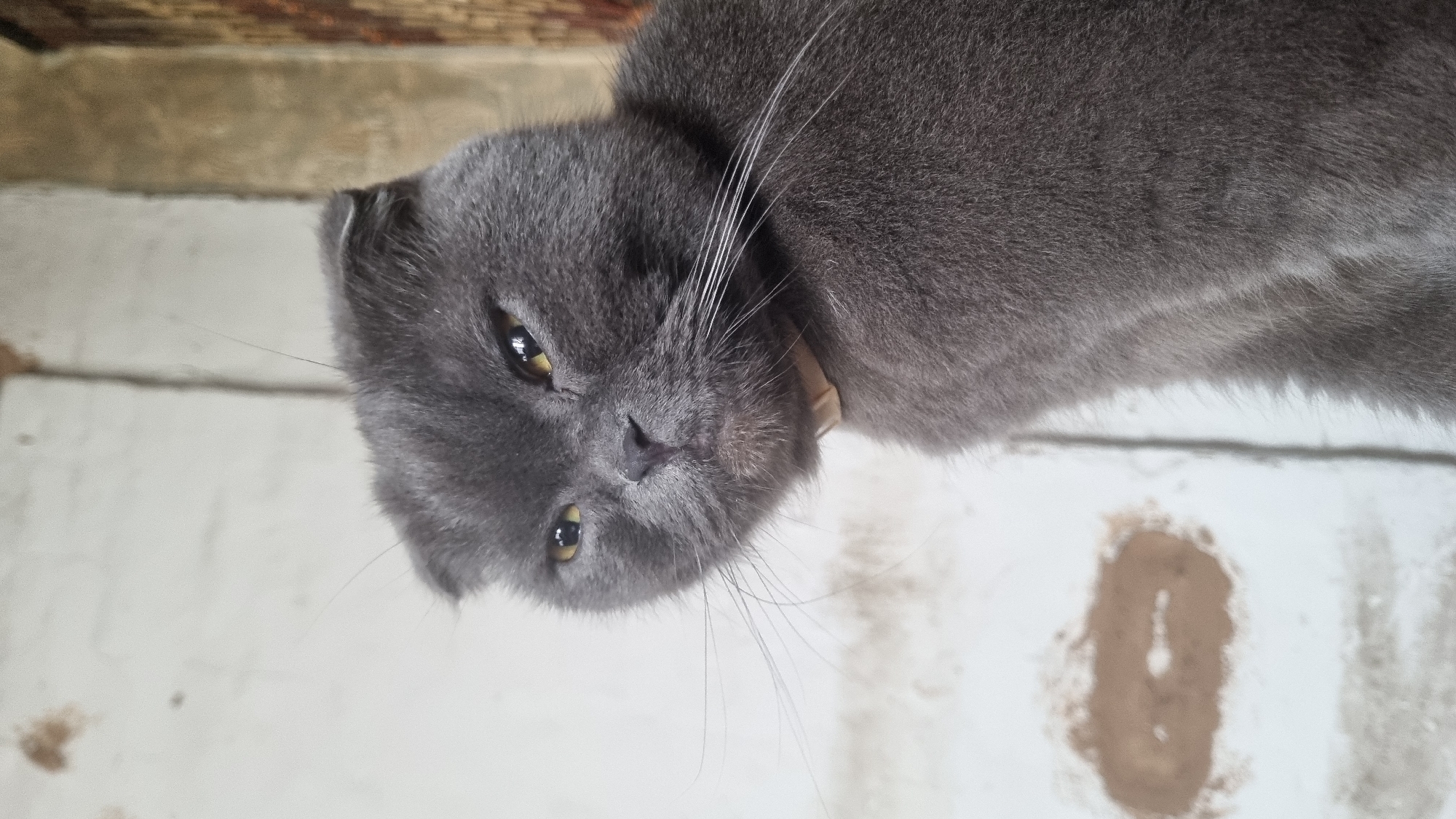 A close-up, medium shot captures a grey Scottish Fold cat with folded ears and yellow eyes. The cat is wearing a light-colored collar. The background consists of a textured white wall with some brown smudges and a blurred wooden structure to the right. The lighting suggests it is daytime. The image's location is specified as Vysokoe, Russia.