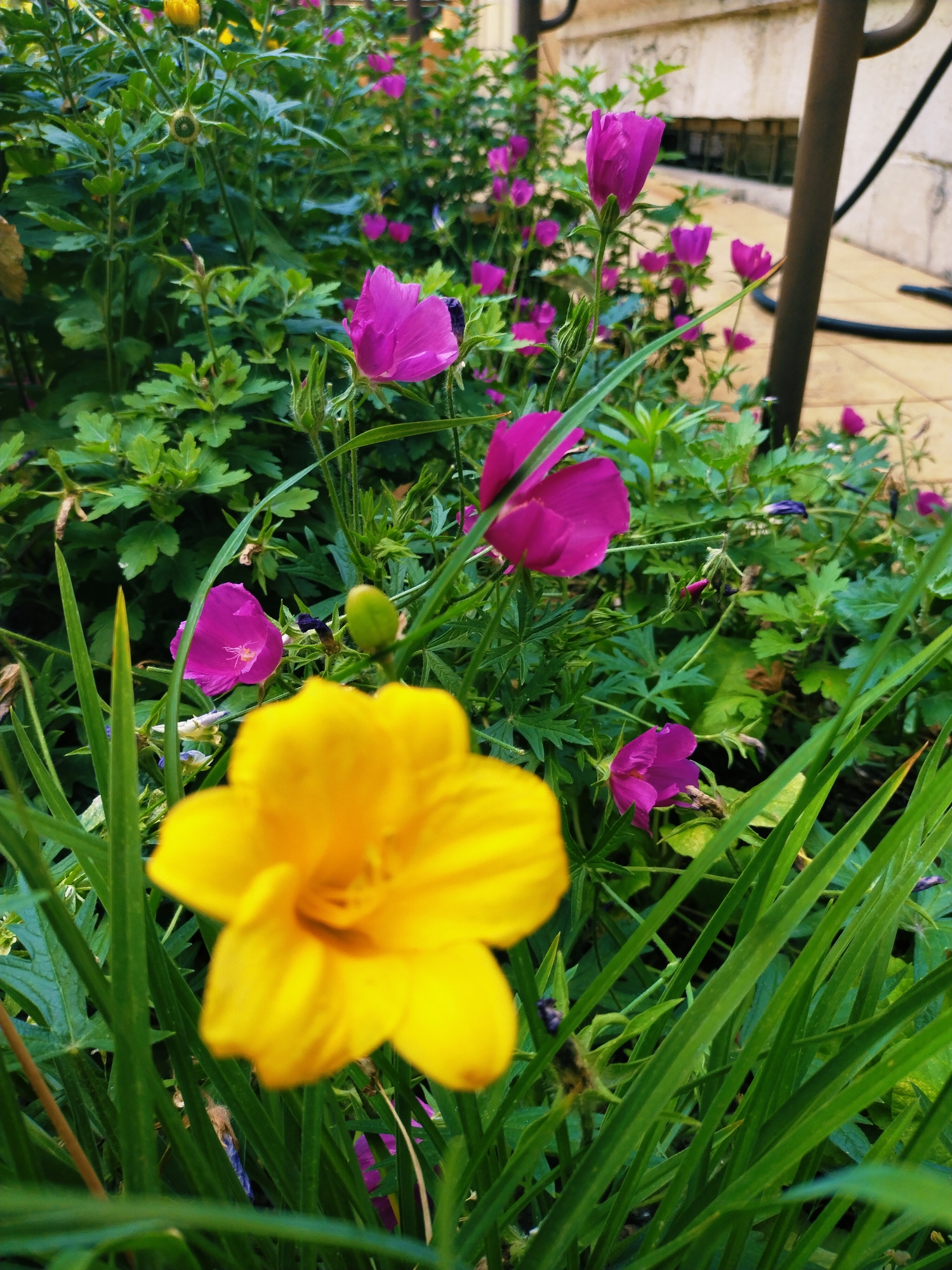 This is a close-up, eye-level shot of a garden with a focus on a bright yellow flower in the foreground. The yellow flower, with its five prominent petals and visible stamen, is slightly out of focus. Behind it, a cluster of vibrant pink flowers, some fully bloomed and others as buds, are also visible. The surrounding foliage consists of lush green leaves and grass, some of which are blurred due to the shallow depth of field. In the background, hints of a light-colored wall, possibly made of stone or concrete, and a dark vertical pole suggest an outdoor setting, perhaps a patio or walkway. The lighting suggests it is daytime, with the sun casting shadows and highlighting the colors of the flowers. The overall impression is one of natural beauty and tranquility. No people or text are visible in the image.