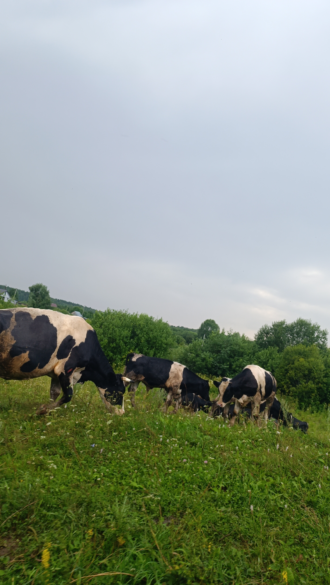A herd of black and white cows graze in a grassy field under an overcast sky. In the background, a line of green trees and bushes forms the horizon, with a few distant buildings visible to the left. The foreground is dominated by lush green grass dotted with small white and purple wildflowers. The cows are engaged in grazing, with some heads lowered to the ground. The overall scene suggests a rural environment in Karsha, Russia.