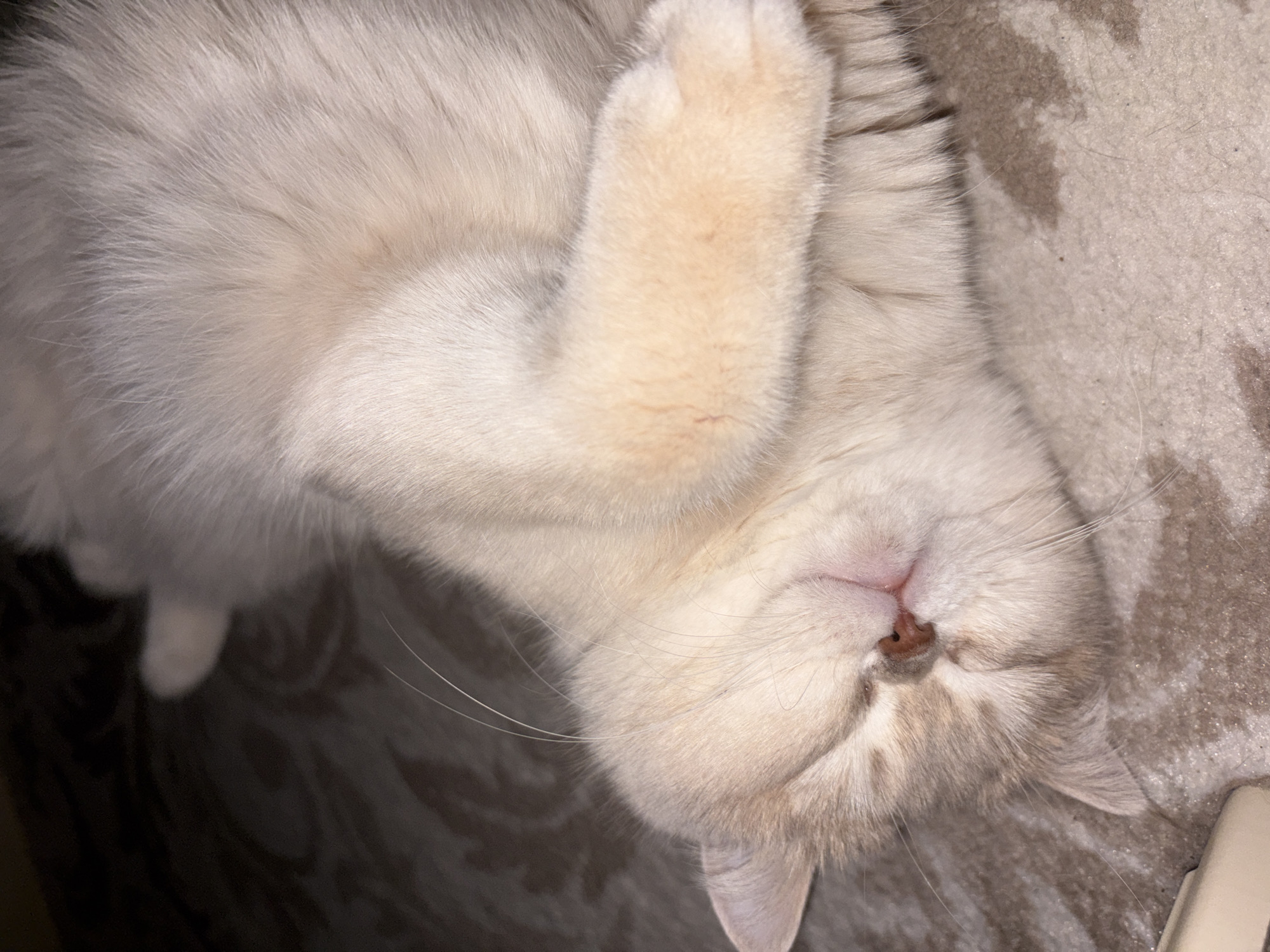 The image shows a light-colored cat sleeping on a patterned surface. The cat is lying on its side with one paw raised towards its face. The cat's nose is pink, and its whiskers are visible. The background appears to be a carpet or blanket with a mottled pattern. There is no indication of the location being Chaikovsky, Russia, or any details relating to people or interactions.