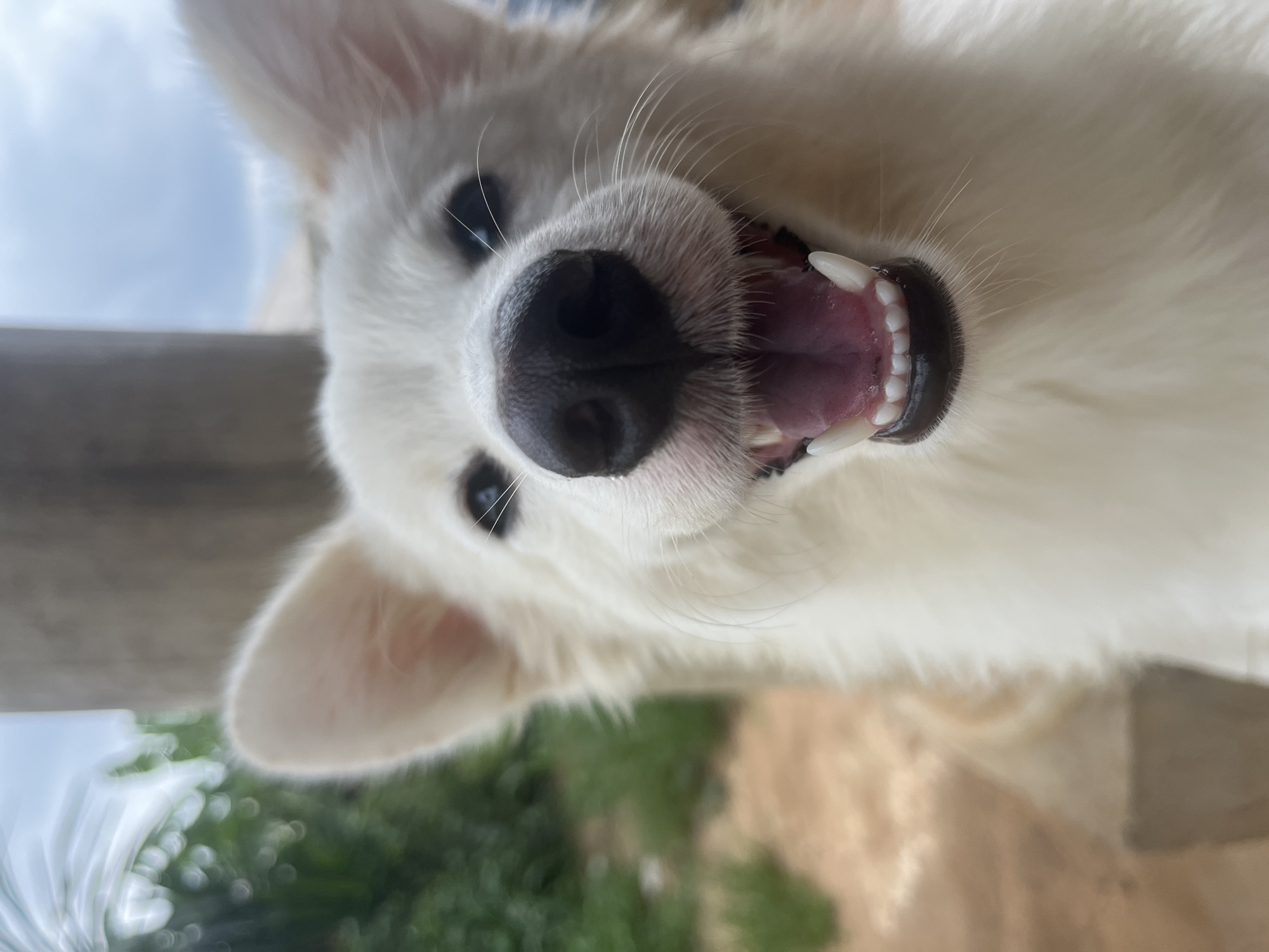 A close-up, slightly tilted, perspective shows a white dog with a dark nose, open mouth displaying teeth, and visible ears. The dog appears to be looking upwards. The background consists of blurred greenery and a hint of blue sky. The location of Ikot Ekpene, Nigeria is not evident from the visual information provided.