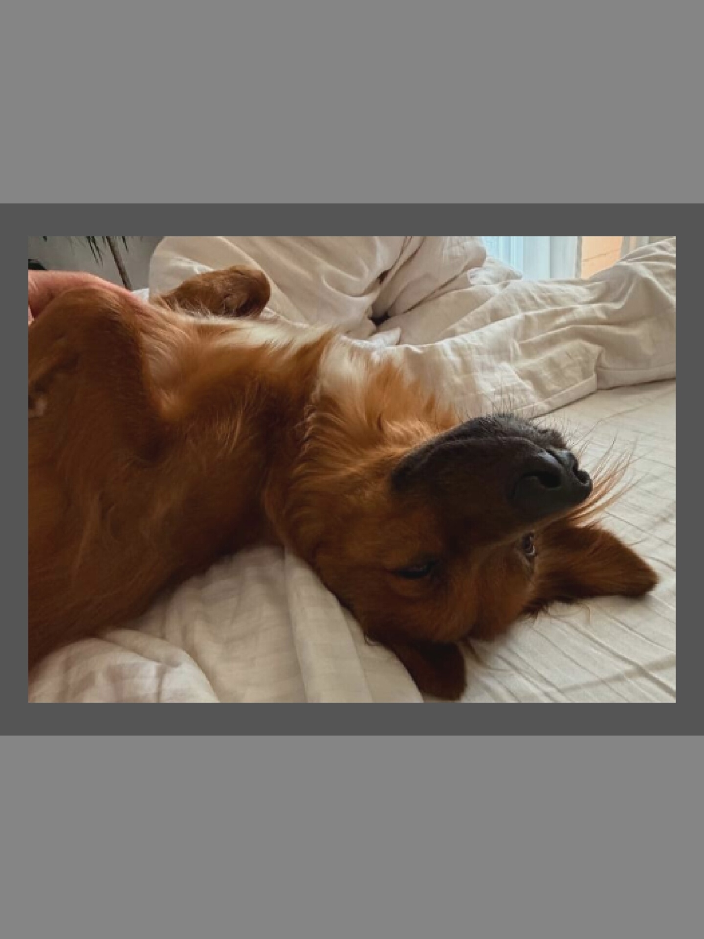 A medium shot shows a golden retriever lying on its back on a white bed. The dog's head is tilted to the side, with its nose and mouth clearly visible, and its eyes are partially closed. Its fur is a warm, golden-brown color, and its tail is curled up on its chest. The dog's paws are extended upwards, and its belly is exposed. The bed is covered with white sheets that are slightly rumpled, suggesting a relaxed and comfortable setting. The background is out of focus but appears to be a room with white curtains and natural light.