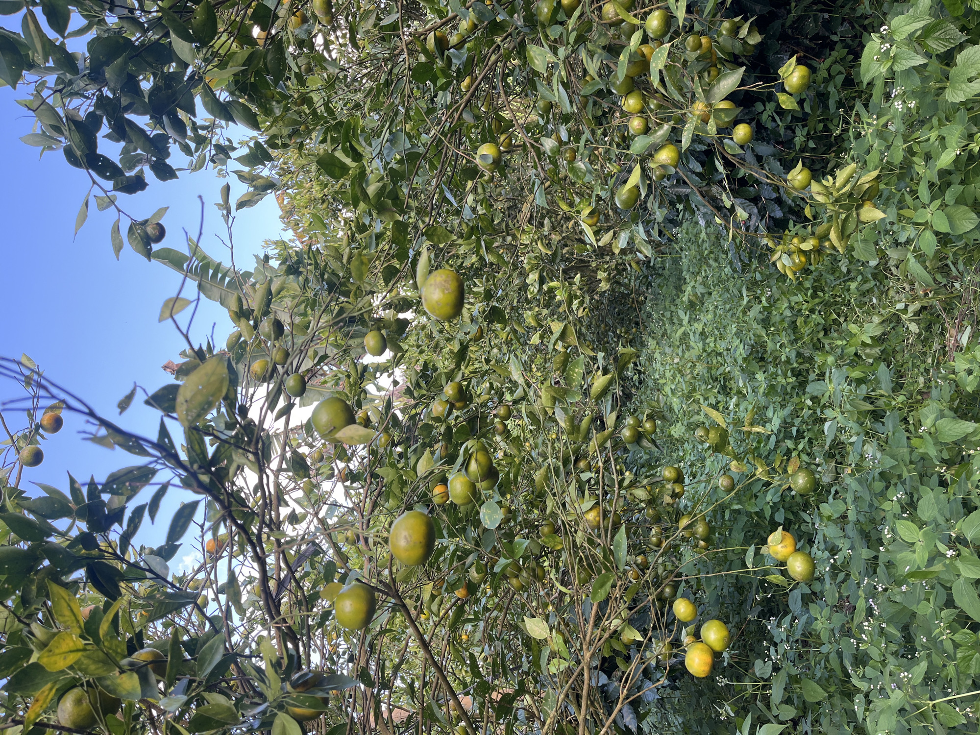 The image shows an orange grove in Petang, Indonesia. The grove is dense with trees laden with green and yellow oranges. Sunlight filters through the leaves, illuminating the fruit. The ground is covered in lush green foliage, with small white flowers scattered throughout. The sky is a clear blue. The image appears to have been taken during the day, likely in the late morning or early afternoon, based on the lighting. There are no people visible in the image. The scene suggests a rural agricultural setting, likely a farm or plantation. The oranges are on branches, some clustered together, others hanging individually. The leaves are green and appear healthy, with some showing signs of natural wear. The overall impression is one of abundance and natural beauty.