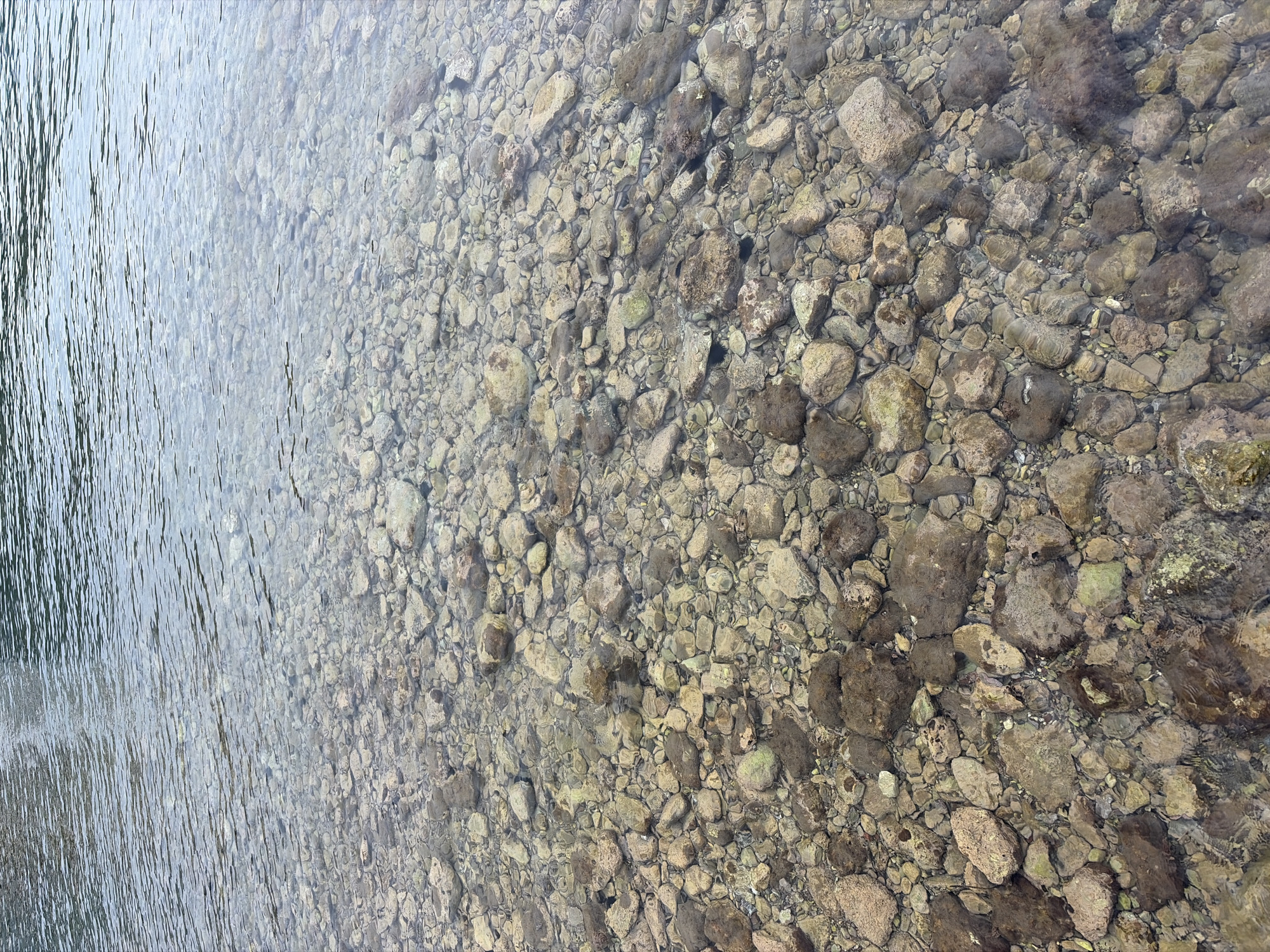 This media file is a photograph taken from above, looking down into shallow, clear water with a rocky seabed. The scene is a natural environment, likely a coastline or riverbed, with a textured surface of various-sized stones and pebbles. The water is calm, with ripples on the left side of the image suggesting a slight movement or current. The light filtering through the water illuminates the rocks, highlighting their natural colors, which range from light grey and tan to darker brown and some with greenish algae.
There are no people or discernible man-made objects in the image. The activity, if any, is passive observation of the natural scene. Notable details include the clarity of the water, which allows for a detailed view of the underwater terrain. The lighting suggests it is daytime, with sunlight creating reflections and patterns on the water's surface and illuminating the submerged rocks. The abundance of stones implies a natural, possibly undeveloped, location. The image's perspective and the type of terrain are consistent with a coastal area, and specifically Budva, Montenegro, which is known for its rocky beaches and clear waters. No text is visible within the image.