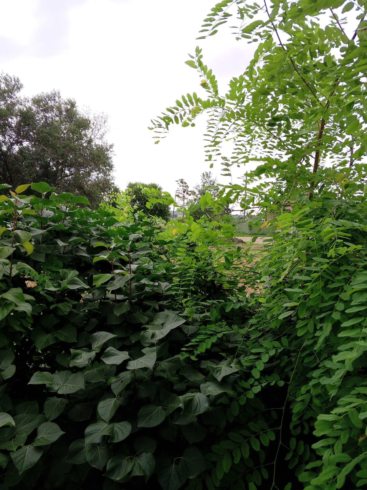 The image depicts an outdoor scene dominated by dense, green foliage. In the foreground, large, dark green leaves of a bushy plant are prominent. Behind this, a tree with lighter green, compound leaves branches out, creating a natural canopy. The background is out of focus, showing hints of a distant building and a fence, suggesting a semi-rural or suburban environment. The sky is overcast and pale. The scene appears to be a natural or landscaped area with a variety of plants. There are no people or animals visible in the image.