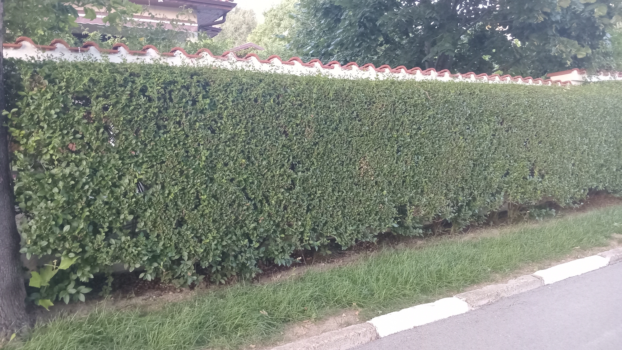 A wide, dense, dark green hedge runs horizontally across the frame, forming a wall. The hedge is topped with a decorative white border with curved red roof tiles. Behind the hedge, a building with a sloped roof and reddish-brown tiles is partially visible, along with mature green trees and foliage. In the foreground, a strip of green grass runs along the base of the hedge, adjacent to a concrete curb that meets an asphalt road. The lighting suggests it is daytime. There are no people or animals visible in the image. The scene is likely a residential area or a park in Dolno Izvorovo, Bulgaria.