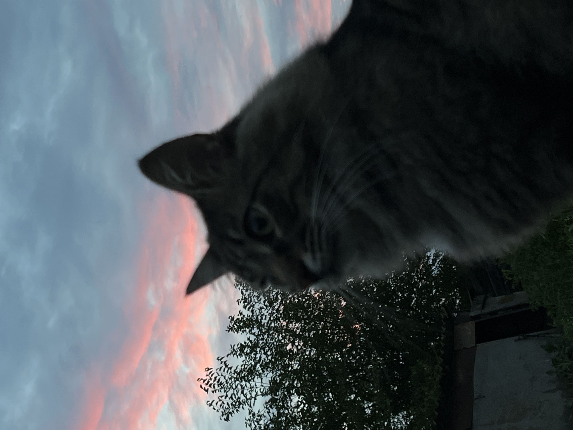 This media file captures a close-up, low-angle view of a cat's head and upper body against a dramatic sky. The cat, appearing to be a tabby with a fluffy mane, is dark in color and its face is partially obscured by shadow, but its eyes are visible and focused. The background features a sky filled with soft, wispy clouds tinged with pink and orange hues, suggesting either sunrise or sunset. Below the sky and partially behind the cat, there is a dark silhouette of a leafy tree and what appears to be a man-made structure, possibly a building or fence, in the lower right quadrant. The overall impression is one of an outdoor setting, possibly a backyard or natural area, at either dawn or dusk. The low camera angle emphasizes the cat's presence and its interaction with the surrounding environment. The lighting and sky suggest a peaceful, possibly cool, evening or morning. No text is visible in the media file.