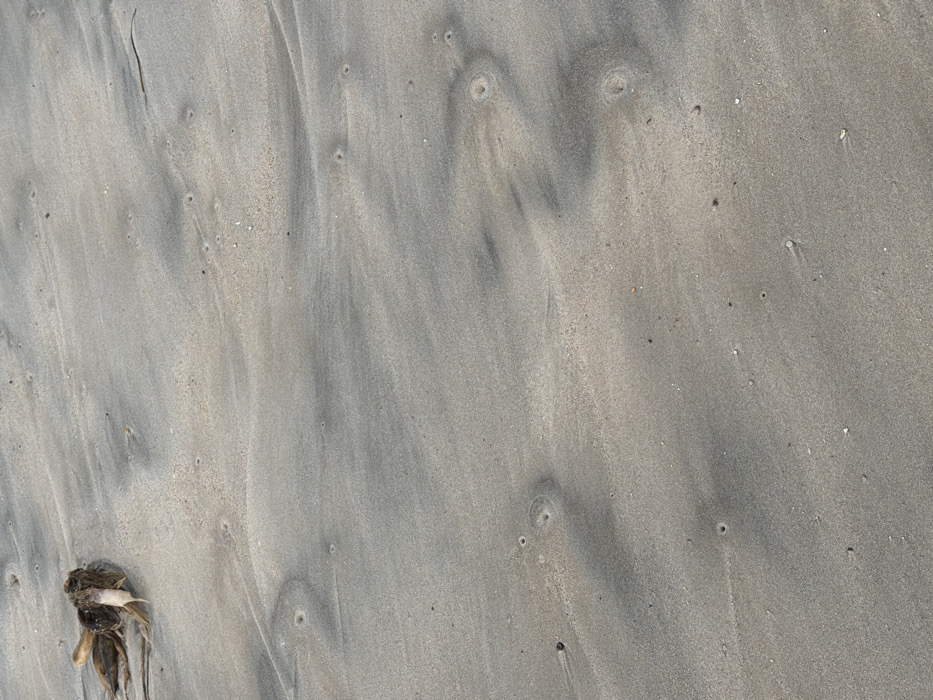 The image displays a close-up, downward view of beach sand in Tel Aviv-Yafo, Israel. The sand exhibits a variegated texture and color, primarily light beige and pale gray, with darker, moist-looking gray areas forming subtle, undulating patterns across the surface. In the upper-left quadrant, a small cluster of dried organic debris is visible, composed of dark brown fibrous material and a lighter, elongated fragment, possibly a small piece of wood or marine shell, protruding from it. Numerous small, circular indentations, some featuring slightly raised rims, are scattered throughout the sand. Minute specks of dark sediment and tiny shell fragments are dispersed across the entire sandy expanse. No individuals or animate subjects are present, and no active interactions or movements are depicted within the scene.