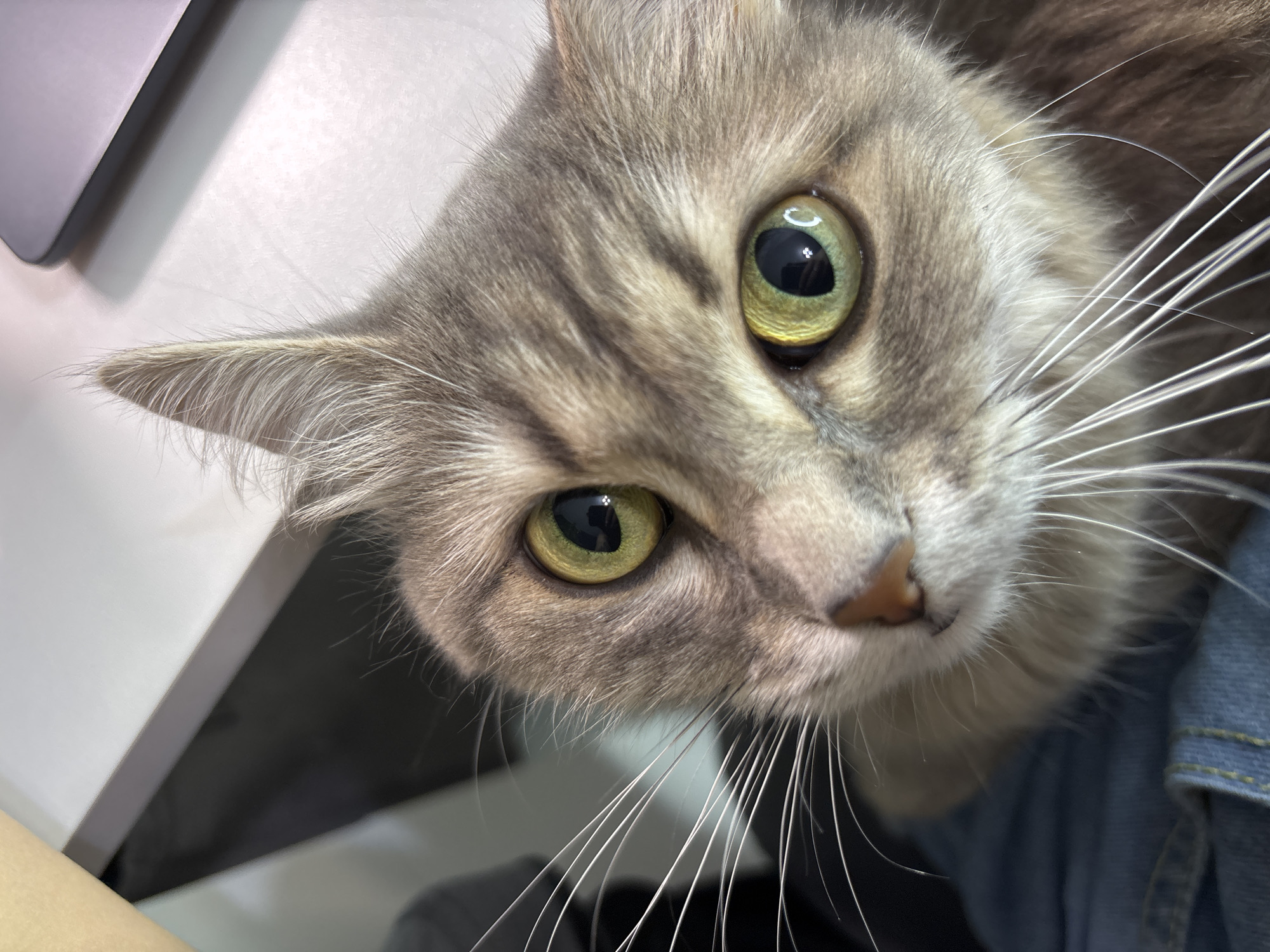 The close-up, eye-level shot captures the face of a gray tabby cat with striking green eyes and long white whiskers. The cat's gaze is directed towards the viewer, with one eye slightly more prominent than the other. Its fur exhibits a detailed tabby pattern, with distinct stripes around its eyes and forehead. The cat appears to be resting or being held, as it is partially obscured by blue denim fabric, suggesting it is wearing clothing or is near someone wearing denim. The background is blurred but hints at an indoor setting with a white surface, possibly a table or desk, and a dark object, perhaps a laptop, in the upper left corner. The lighting suggests an indoor environment, possibly during daytime. The cat's expression is alert and curious. No visible text is present in the image. The location context of Novokuznetsk, Russia, does not provide specific visual cues within the image itself.
