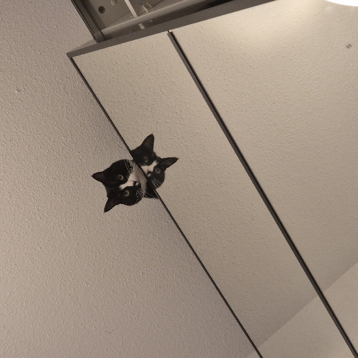 The scene, located indoors in Strasbourg, France, features a black and white bicolor cat peering down from an elevated position. The cat's head and upper torso are visible against a light, textured ceiling. Its distinctive white muzzle, chin, and chest markings contrast with its black fur. The cat's face is reflected with precise symmetry on the large mirrored surface directly below it. This mirror appears to be a panel of a wardrobe or closet, horizontally bisected by a thin, dark line. A metallic frame borders the right edge of the mirrored unit. No other subjects or actions are present.