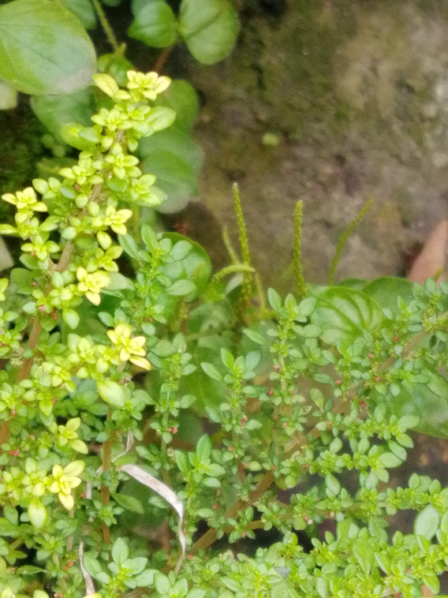 The image shows a close-up view of lush green foliage with small yellow flowers and some red buds. The plants are densely packed, with a variety of leaf shapes and sizes. The background is blurred, suggesting a natural outdoor setting. The lighting is soft and diffused, indicating it might be an overcast day or the plants are in a shaded area. The overall impression is one of natural growth and vibrant plant life. There are no people or discernible objects that would indicate a specific location in Bandar Lampung, Indonesia.