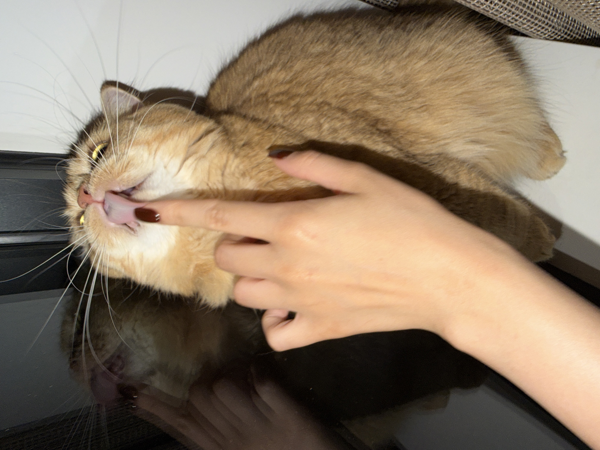 A close-up shot captures a golden-brown cat with yellow eyes, its tongue extended to lick a human finger. The cat is positioned on a white surface, with a dark, reflective surface visible to the left, showing a blurred reflection of the cat and a human hand. The background is a plain white wall. The scene is not identifiable as being in Đà Nẵng, Vietnam, nor does it contain any information that would suggest a specific city or country.