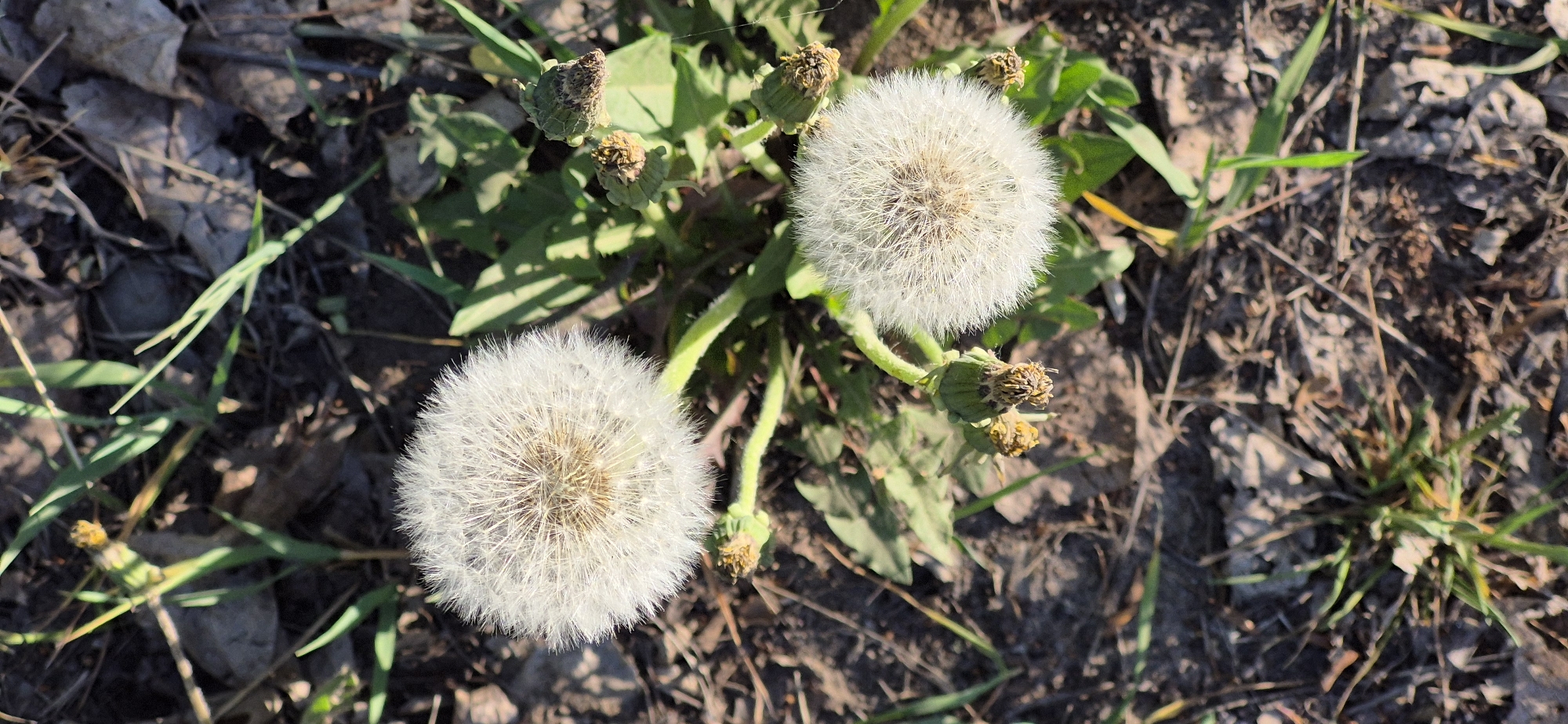 The image shows two dandelion seed heads in a patch of ground with dry leaves, grass, and some unopened dandelion flower buds. The scene is bathed in sunlight, casting shadows around the plants and on the ground. The location is in a city called Unknown, Unknown.