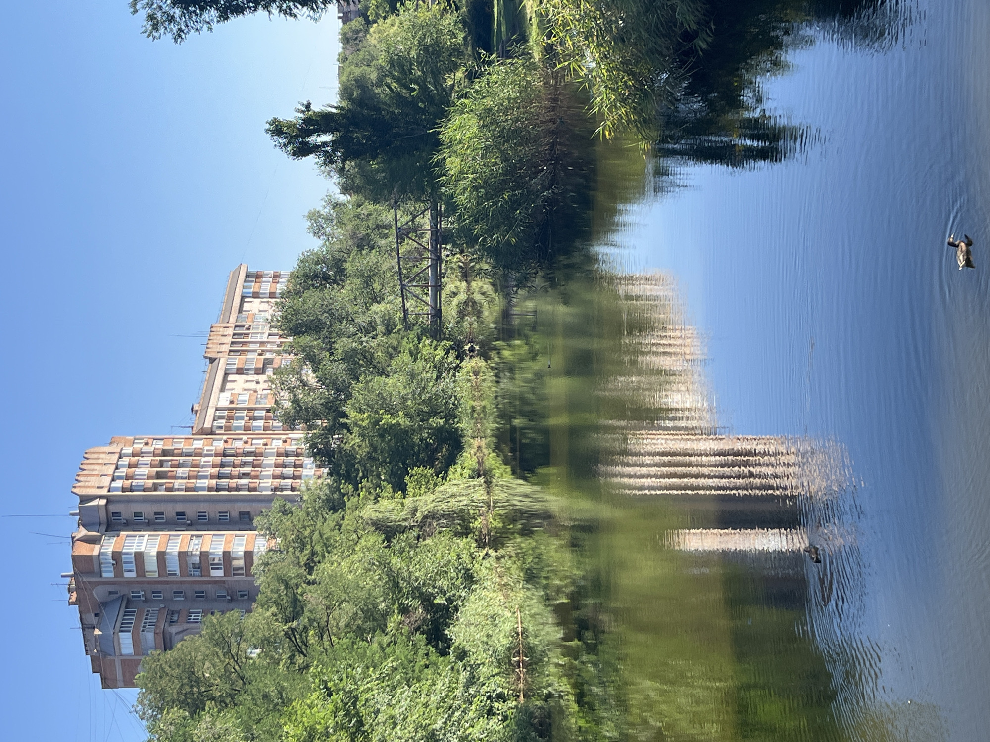 In the city of Kryvyi Rih, Ukraine, a wide, calm river flows through a park-like setting under a clear blue sky. On the left bank, a tall, multi-story building with a distinctive brick and beige facade stands behind a dense canopy of green trees. The building's reflection is visible on the water's surface. A small, dark metal footbridge spans the river in the middle ground. On the right bank, lush reeds and trees create a natural border. Two ducks are present in the water: one closer to the left bank and another further out in the middle of the river. The overall scene is tranquil and natural, with the urban structure of the building subtly present in the background.