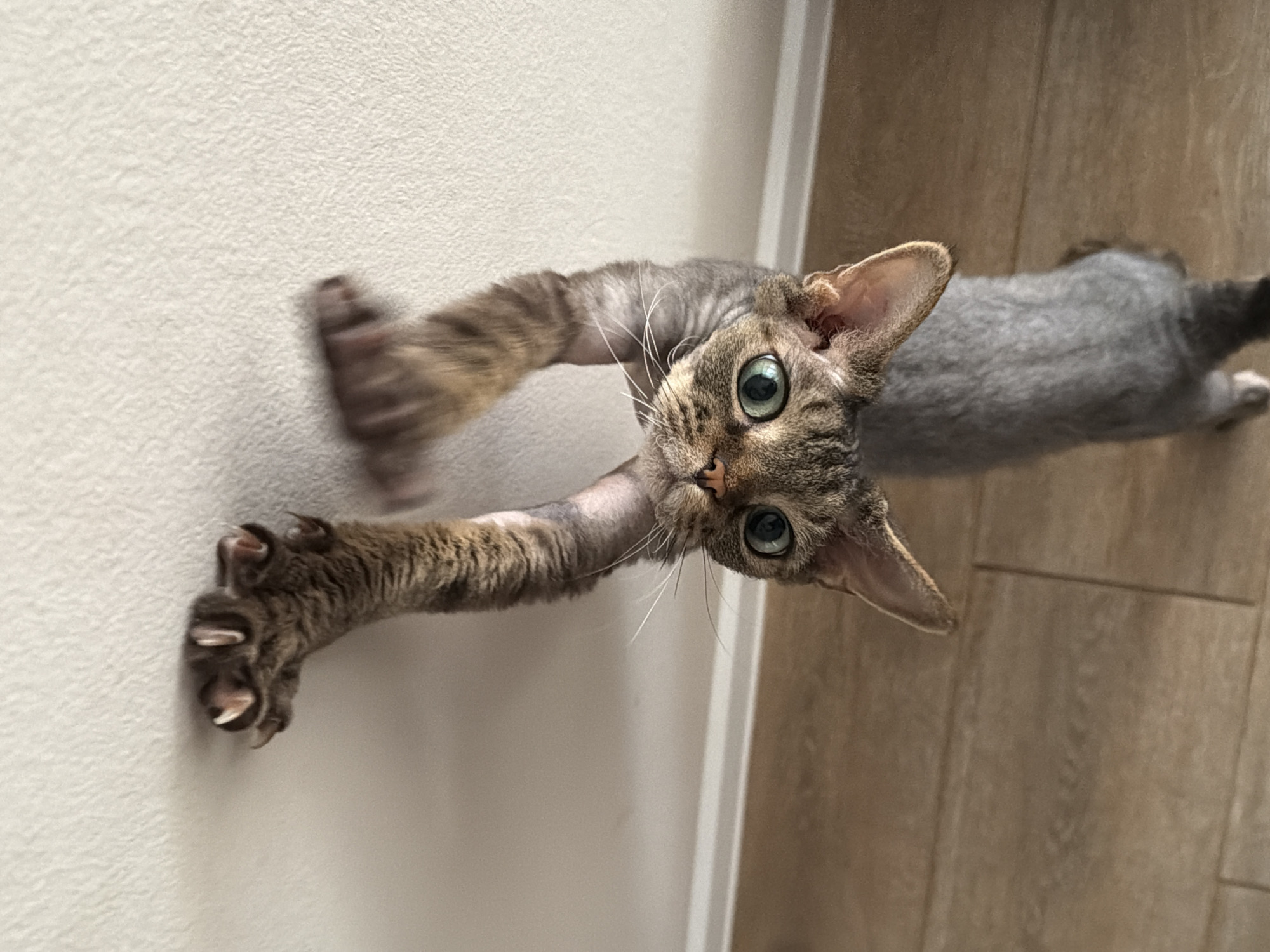 An alert cat is captured mid-stretch, extending its front paws with claws fully splayed and gripping a light-colored, textured wall. The cat has a distinctive appearance, suggesting a breed like a Devon Rex, with large, pointed ears and a tabby pattern on its face and front limbs, featuring prominent dark stripes over brownish-grey fur. Its body, visible behind the front limbs, is covered in short, sparse, uniformly grey fur. The cat's large, round eyes are a striking blue-green and are fixed intently on the viewer. Long, white whiskers extend from its snout.
The setting is indoors, featuring a plain, off-white or light grey wall to the left and a warm, medium-brown wooden plank floor to the right. A narrow white vertical line, possibly part of a doorframe or trim, marks the transition between the wall and floor. The lighting is soft and even, indicating a daytime scene. The cat's posture suggests an active moment of stretching, reaching, or playful interaction. No text is visible in the image. The scene is located in Prikamskii, Russia.