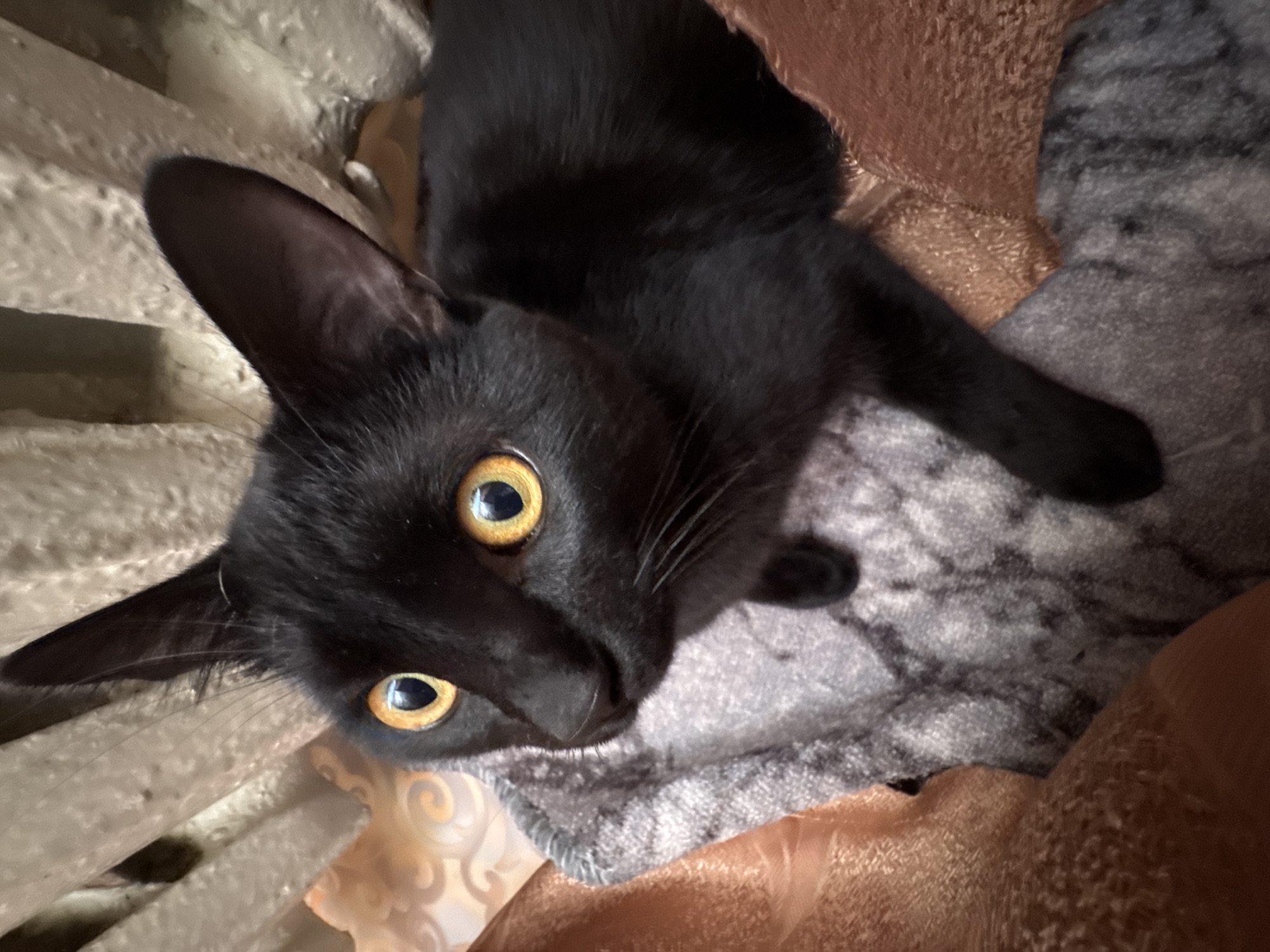 A black cat with striking yellow eyes looks upwards from a bed. It is positioned on a patterned gray blanket situated between a bronze-colored sheet and what appears to be a white radiator. The image's origin in Chaikovsky, Russia, is not discernible from the visual information provided.
