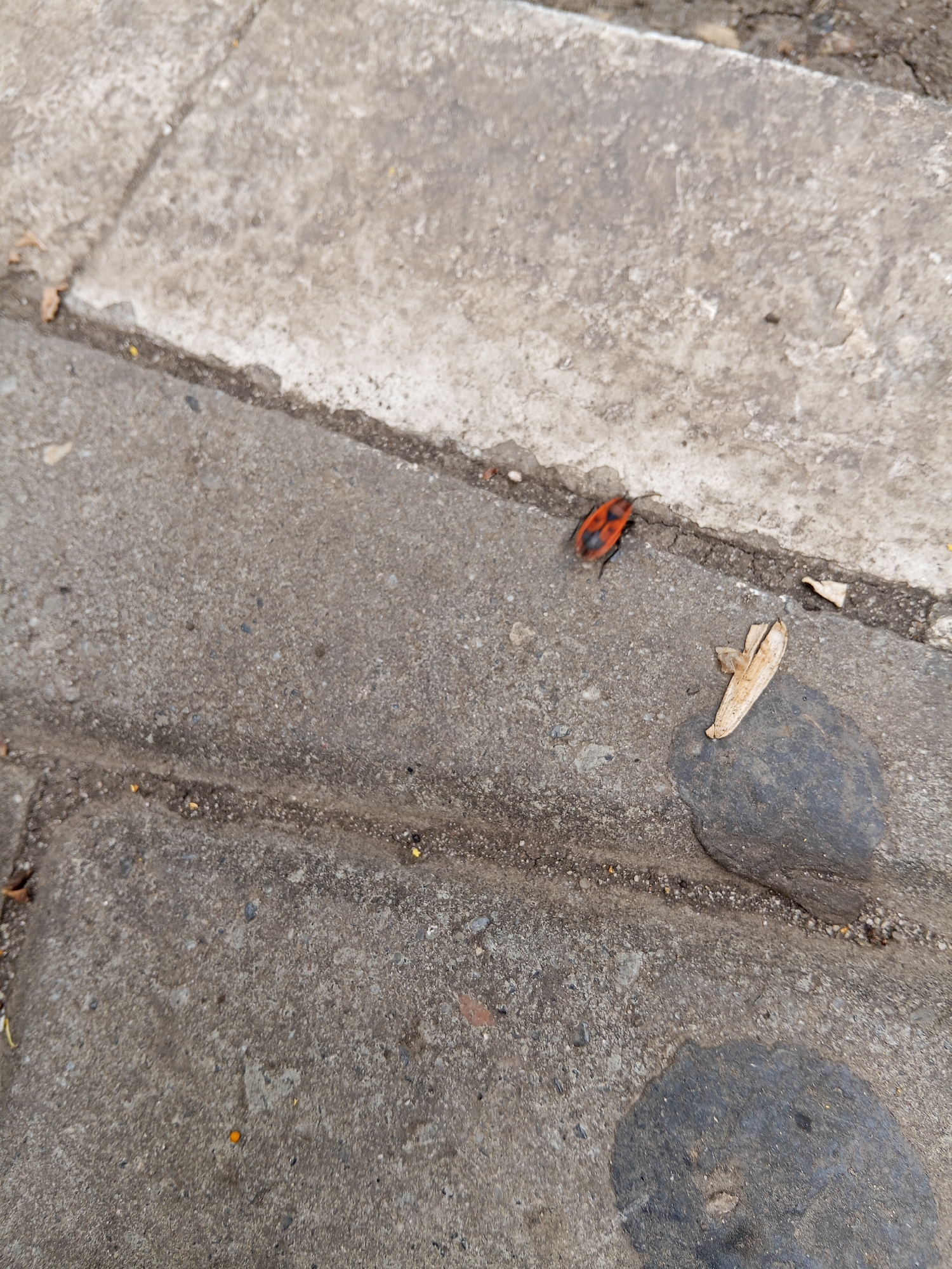 The image shows a close-up, overhead view of a concrete surface, possibly a sidewalk, with a distinct line of division between two sections of concrete. A small insect, red and black in color, is visible on the lower section of concrete, near the dividing line. To the right of the insect, a small, dried leaf rests on the concrete. Further to the right, a dark, wet patch is present on the concrete, with another smaller dark patch visible below it. The concrete itself appears worn and aged, with small stones and debris embedded in its surface. The scene is devoid of any human presence or activity. The location is identified as Panino, Russia.