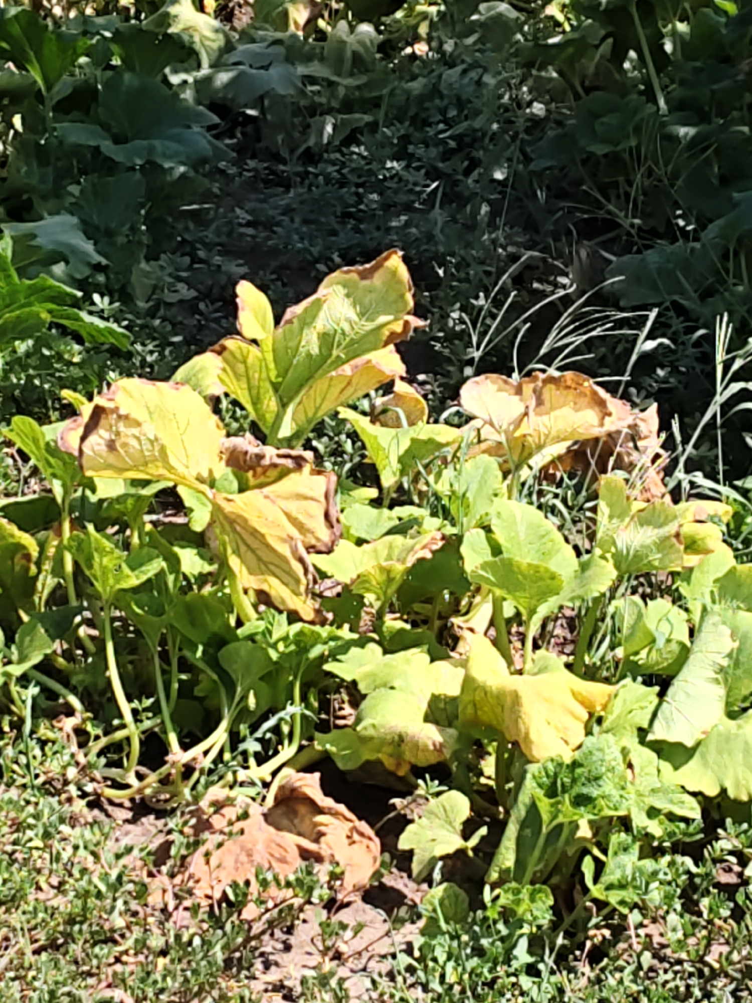 A patch of wilted pumpkin plants with yellowing leaves is shown in a garden. The plants are in the foreground, with some green foliage and some brown, dried-out leaves. The background is filled with more green foliage, suggesting a dense garden or natural area. The ground is covered in dirt and some small green plants. The lighting suggests it is daytime.