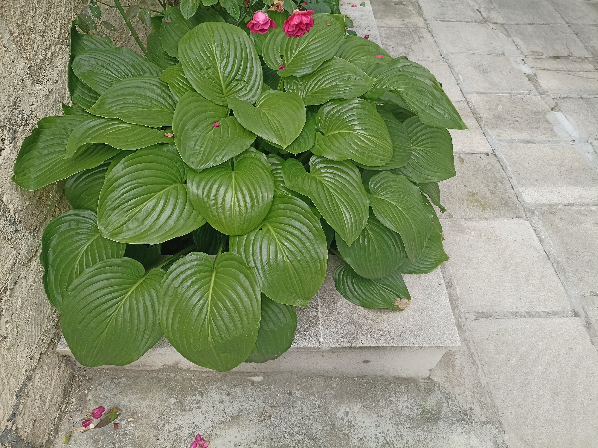 A wide-angle shot shows a large, healthy hosta plant with broad, green leaves, some of which have a glossy sheen. Two pink rose blossoms are visible at the top of the hosta, adding a touch of color. The plant is situated next to a textured, light-colored stone wall and on a concrete step. The surrounding ground is paved with large, light gray stone tiles. Fallen pink petals are scattered on the ground and steps, suggesting recent blooming or a gentle breeze. The scene appears to be outdoors, likely in a garden or courtyard, with natural lighting that suggests daytime. There is no visible text in the image. The overall impression is one of a well-maintained garden space in a tranquil setting, possibly in Gusar, Azerbaijan.