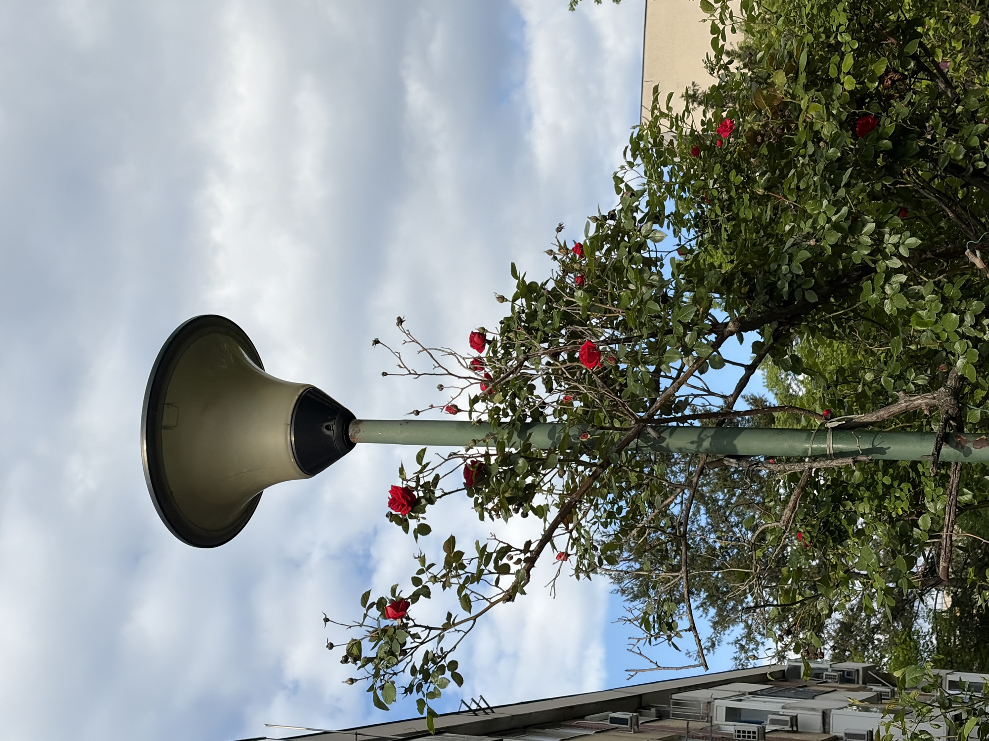 An outdoor, upward-facing shot captures a vibrant rose bush and a street lamp set against a cloudy daytime sky in Vozdovac Urban Municipality, Serbia. The image, presented rotated ninety degrees clockwise, features a light-colored, bell-shaped street lamp head atop a green pole on the left side. The pole extends upwards, seemingly intertwined with the branches of a dense rose bush. The bush, rich with dark green leaves, displays several striking red roses in various stages of bloom, along with numerous buds. In the upper right background, a segment of a light-colored building with a flat roof and multiple air conditioning units or vents is visible, partially obscured by the foliage. The sky is predominantly light gray with scattered white clouds, indicating an overcast or partly cloudy day. No people or visible text are present in the scene. The overall composition highlights the coexistence of urban infrastructure with natural elements.