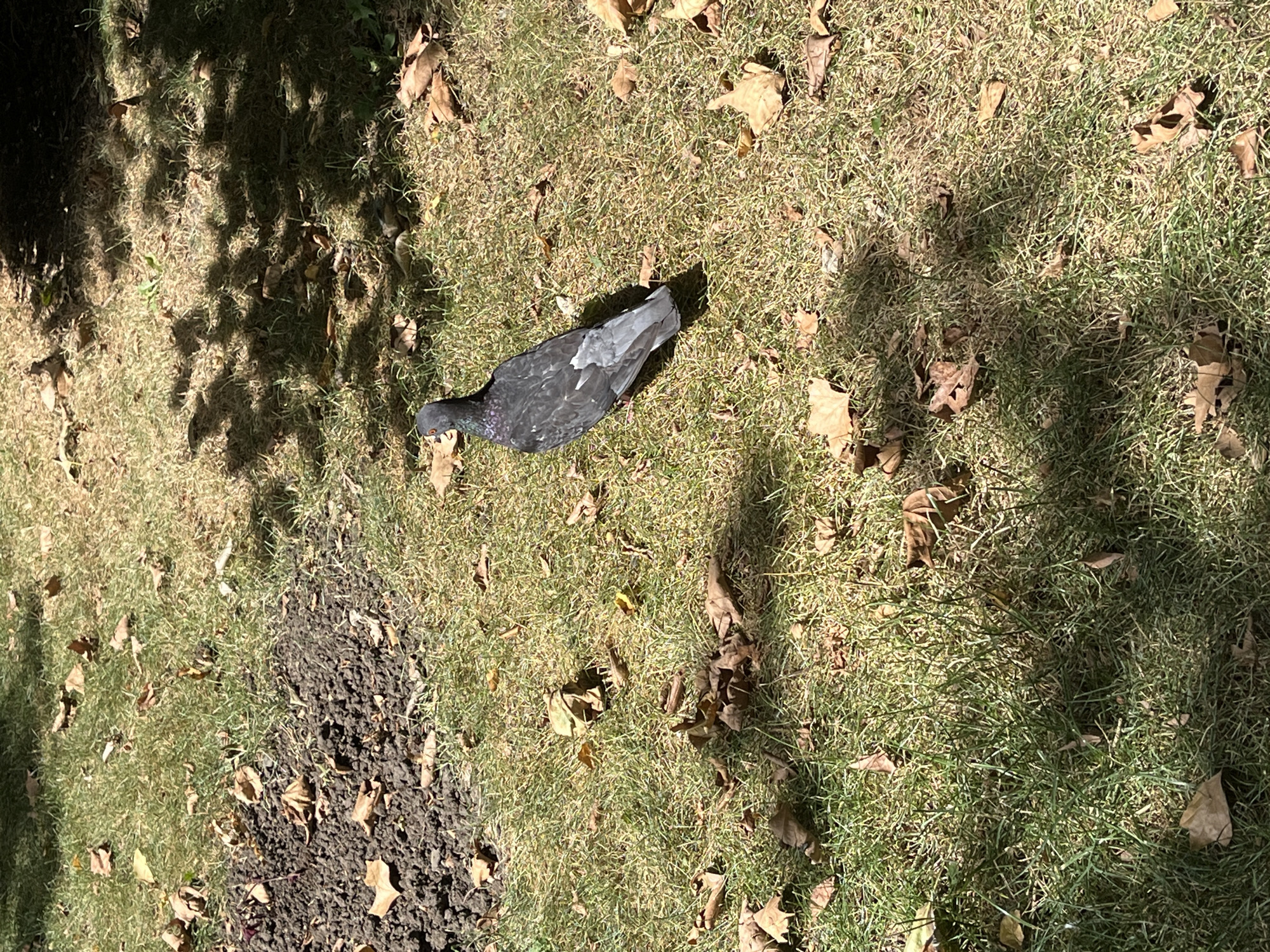A single pigeon stands on a patch of grass speckled with dry leaves. The pigeon is dark gray with iridescent purple and green neck feathers and white patches on its wings. The bird is facing to the right, with its head tilted slightly. The ground is covered in short, dry grass and scattered brown leaves. In the upper left corner of the image, there is a patch of dark soil. Sunlight dapples the scene, casting shadows from unseen trees. The image appears to be taken outdoors, likely in a park or garden setting.