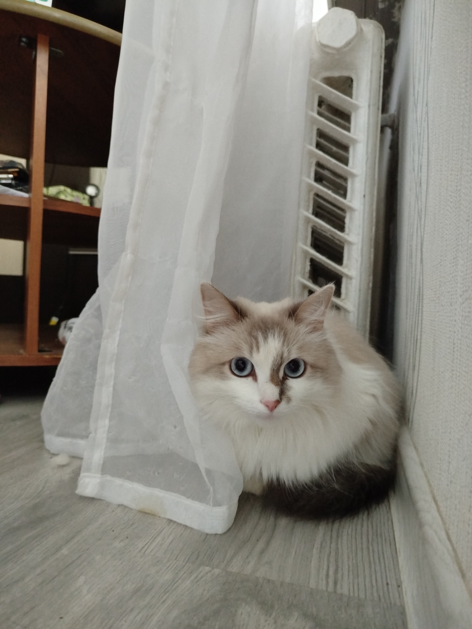 A domestic cat with blue eyes is sitting next to a white curtain and radiator against a wall. The cat is mostly white with dark brown coloration on its tail and ears. The radiator is vertical and has a white painted metal exterior. The wall is a light color with a subtle pattern. The setting appears to be indoors.