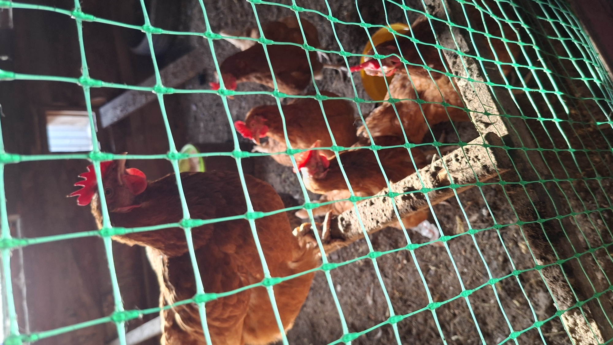 This image captures a group of brown chickens inside what appears to be a chicken coop or enclosure in Большой Букор, Russia. The scene is viewed through a bright green plastic mesh, which forms a grid pattern across the foreground, blurring parts of the background.
Several chickens are visible, characterized by their brown feathers and prominent red combs and wattles. One chicken in the lower left corner is particularly clear, looking upwards and slightly to the right. Other chickens are clustered towards the right and upper parts of the frame, some with their heads down, possibly pecking or drinking from a yellow feeder/bowl partially visible in the upper right quadrant.
The setting is rustic, featuring rough wooden planks or beams that form parts of the coop structure. The floor appears to be dirt or earth. Bright sunlight streams in from an unseen source, illuminating the chickens and creating shadows, suggesting it is daytime, likely a sunny morning or afternoon. A small, light-colored opening or window is faintly visible in the top-left background, further indicating an indoor or semi-enclosed space. There is no visible text in the image.