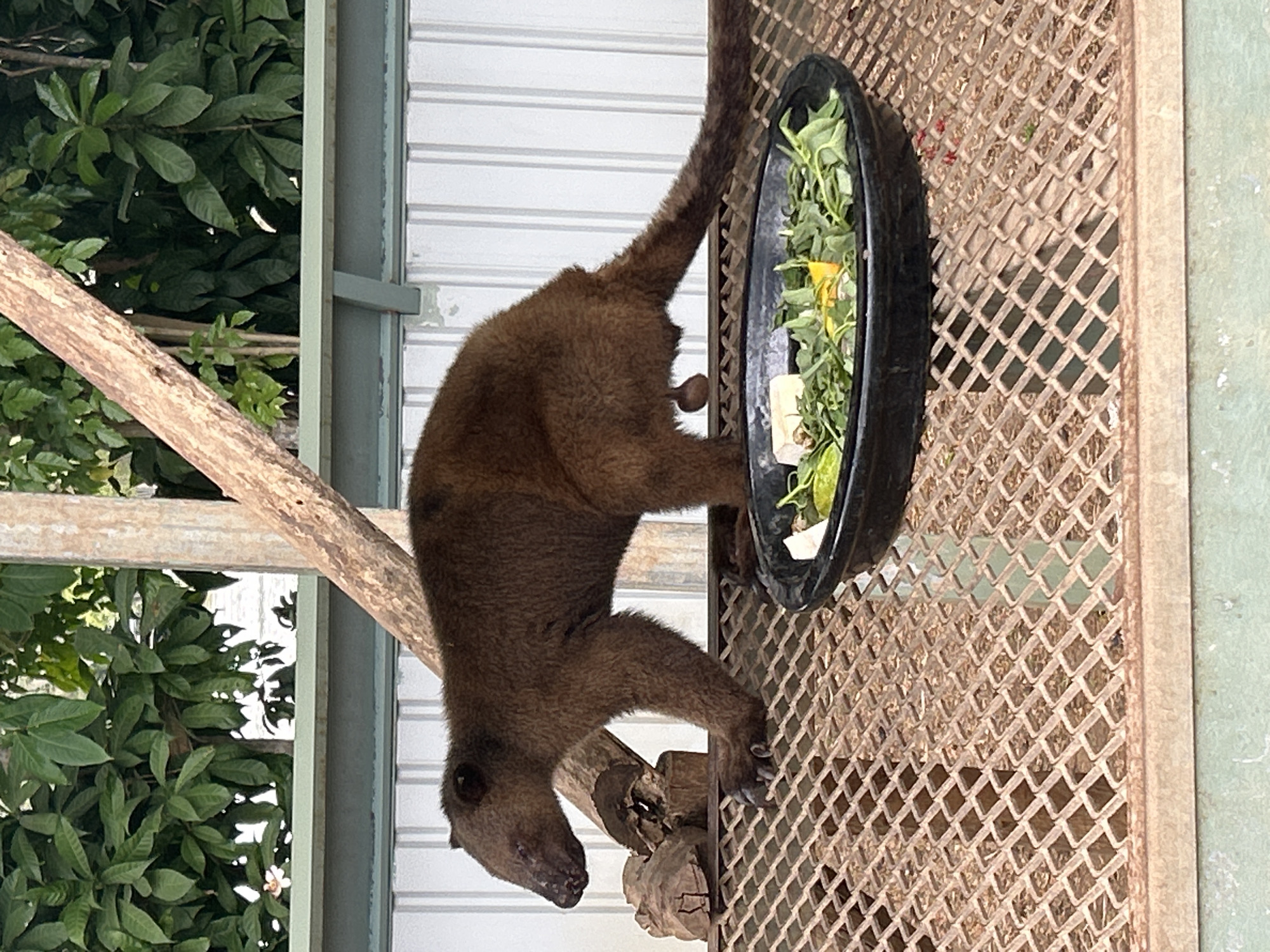 A brown, medium-sized mammal, possibly a cuscus, stands on a diamond-patterned metal grate platform. The animal has dark fur, a pointed snout, and visible claws. In front of the animal is a black bowl filled with green leafy vegetables and some yellow and white food items. Behind the animal, a tall wooden pole and dense green foliage are visible. The background consists of a corrugated metal wall and a light-colored fence. The setting appears to be an outdoor enclosure, potentially in a zoo or wildlife sanctuary, given the artificial platform and containment structure. No people are present in the image. The location is stated as Tanubada, Papua New Guinea.