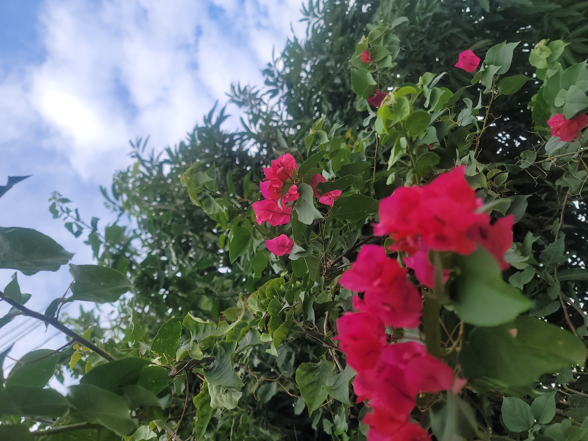 The image displays a vibrant outdoor botanical scene in Barakin Akawo, Nigeria, captured from a low-angle perspective looking upwards through dense vegetation towards the sky. In the foreground and mid-ground, numerous clusters of bright pink and magenta Bougainvillea flowers are prominent, with some appearing in sharp focus and others softly blurred due to shallow depth of field. These flowers are intertwined with a thick canopy of lush green leaves, interconnected branches, and visible thorny stems. The foliage exhibits various leaf shapes and textures, forming a dense natural screen. The upper section of the image features a light blue sky with scattered white clouds and a noticeable bright area, indicative of direct sunlight. The overall environment is natural and verdant, devoid of any discernible people, animals, or specific man-made structures.