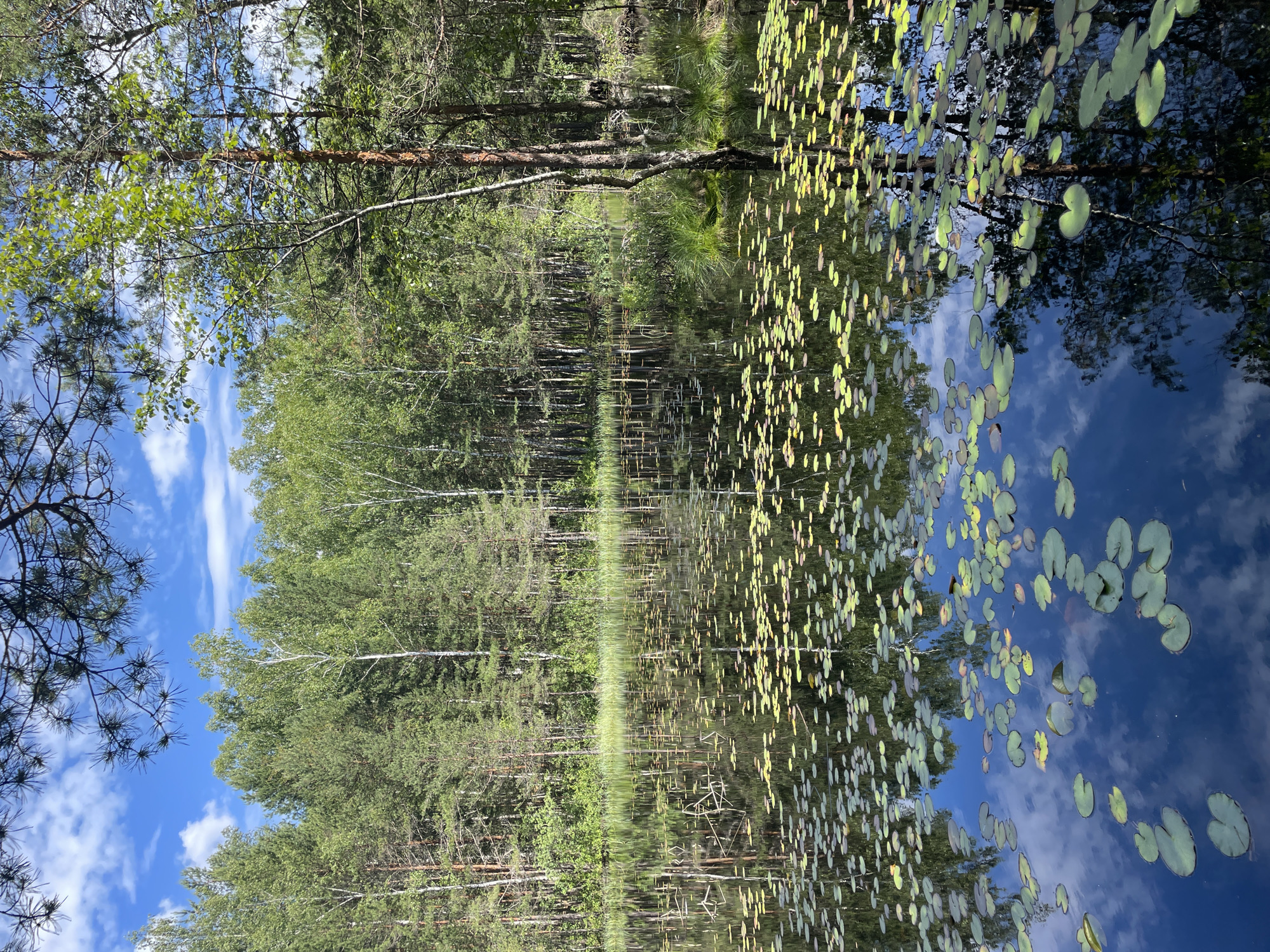 A vertical, eye-level, medium shot captures a tranquil lake scene in Priluki, Russia. The foreground is dominated by dark, calm water adorned with numerous lily pads, some submerged and others floating on the surface. A few lily pads are visible in darker shades, while others are a lighter green. The water reflects the bright blue sky, scattered with fluffy white clouds, and the surrounding verdant forest.
The middle ground features the lush green forest lining the lake. Tall, slender trees with thin trunks and dense green foliage create a uniform wall of green. Among them, a few lighter-barked trees, possibly birches, stand out. The forest appears to be a mix of coniferous and deciduous trees, suggesting a temperate climate.
In the upper part of the image, the branches of a pine tree with long, needle-like leaves extend into the frame from the top left. The sky above the trees is a vibrant blue with wispy white clouds. The overall impression is one of natural serenity and stillness. There are no people or animals visible in the image, and no discernible human activity. The scene suggests a secluded natural environment, likely a park or a nature reserve.