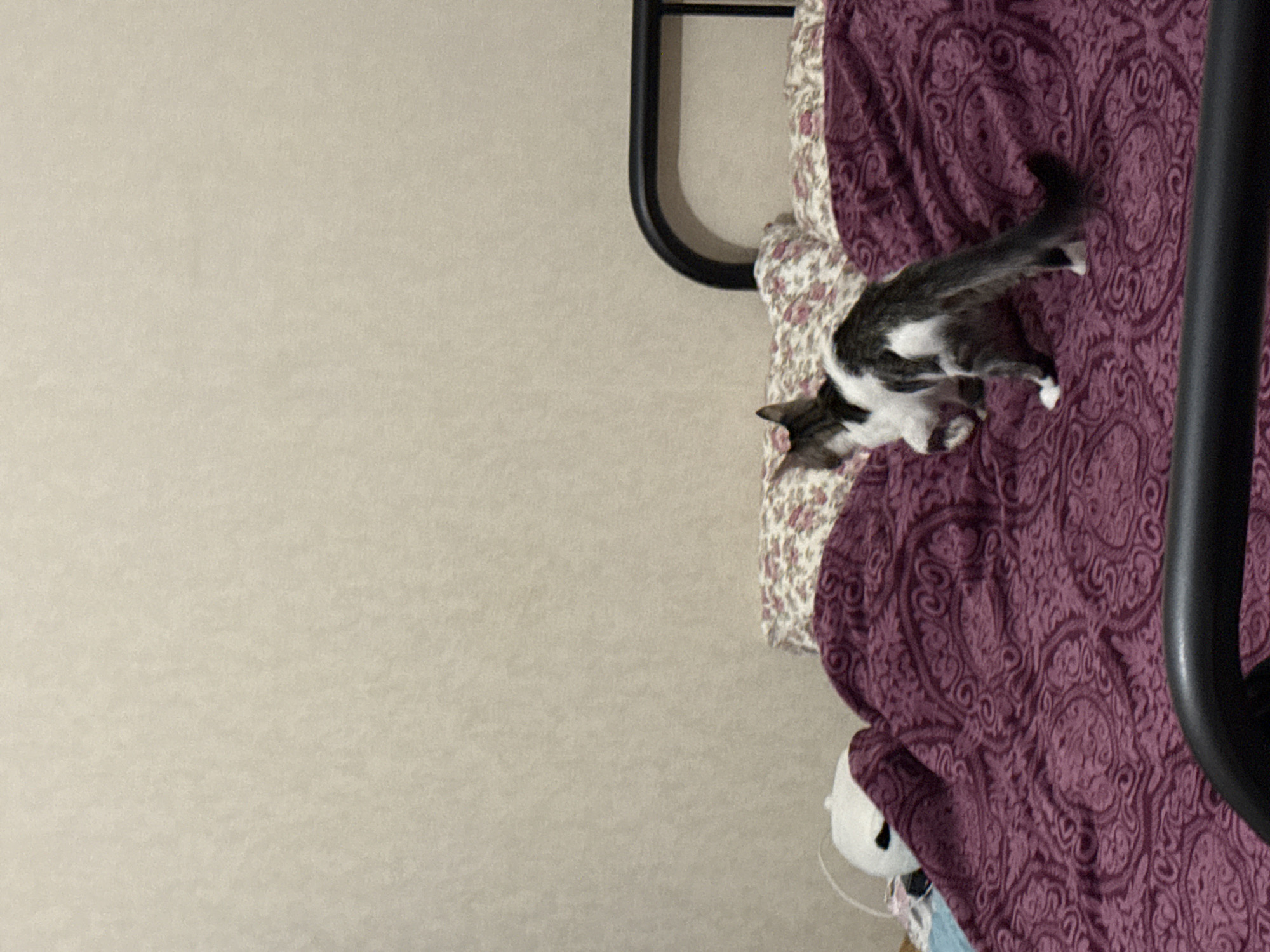 The image depicts an indoor scene within a residence in Saint Petersburg, Russia. A domestic cat, exhibiting a white and dark grey/black coat pattern, is positioned on a bed in the foreground. The cat is oriented to the left, away from the viewer, with its body suggesting a momentary pause or transition in movement, its left front paw slightly elevated.
The bed is covered by a dark magenta or deep purple blanket featuring an intricate, lighter-toned paisley or medallion pattern. Two pillows with a white background and a repeating pink and green floral pattern rest against a black metal headboard, which is partially visible on the right side of the frame. A segment of a black metal bed frame is also visible along the bottom edge of the image. The background consists of a plain, light beige-colored wall with a subtle textured finish. To the far left, partially obscured by the blanket, a white, rounded object, possibly a plush toy or shaped pillow, is visible alongside a thin white cable.