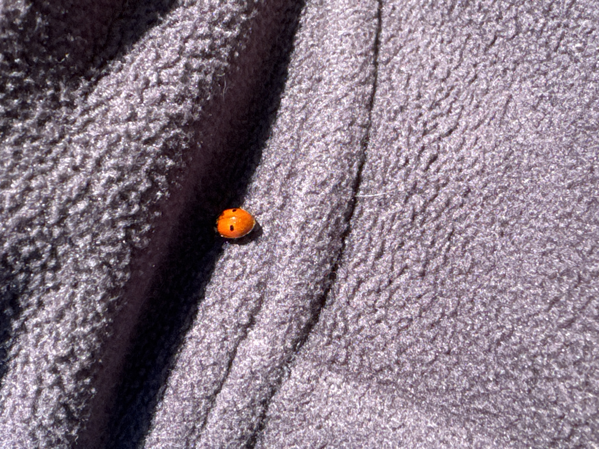 A close-up shot depicts an orange ladybug with black spots resting on a gray, textured fabric, possibly fleece or a similar material. The fabric has varying light and shadow, suggesting folds or undulations. The specific location is unknown, and there is no evidence within the image to indicate it being taken in the city of Chaikovsky, Russia.