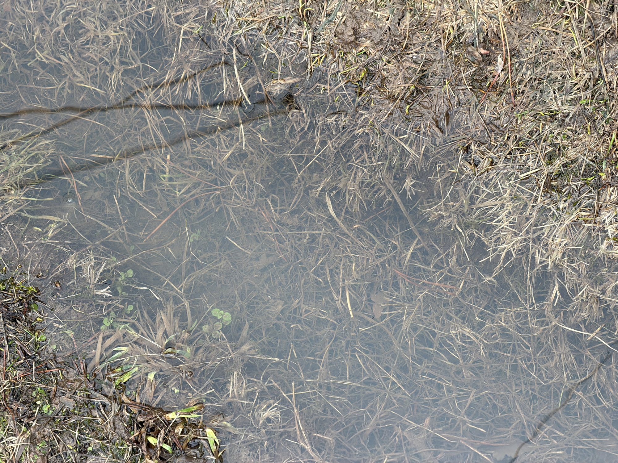 The image shows a stagnant puddle of water with submerged dead grass and debris. The edges of the puddle are lined with more dead grass and some sparse, emerging green vegetation. The water is murky and appears to be collecting in a low-lying area. No people, subjects, objects, actions, or interactions are visible in the image other than the natural elements mentioned. The provided information does not include any verifiable data that the photo was taken in Chaikovsky, Russia.