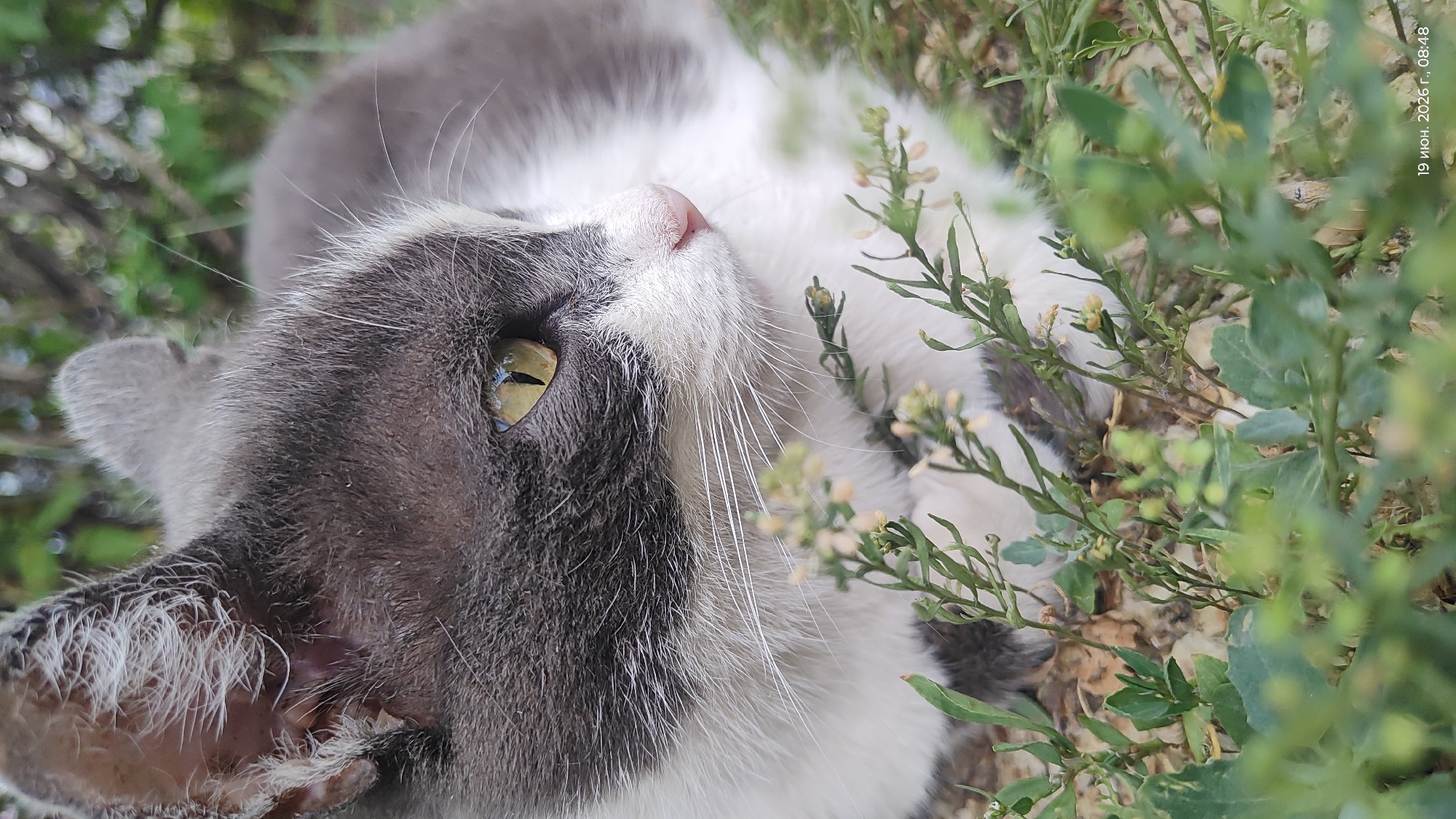 A close-up, eye-level shot captures a domestic cat, predominantly grey and white, resting amongst green foliage and dry earth. The cat's gaze is directed to the right, its yellow eyes clearly visible. The background is softly blurred, showing hints of green leaves and branches. The image is dated "19 июня 2026 г., 08:48," which translates to "June 19, 2026, 08:48." There is no discernible information about the city of Astana, Kazakhstan, within the image itself.