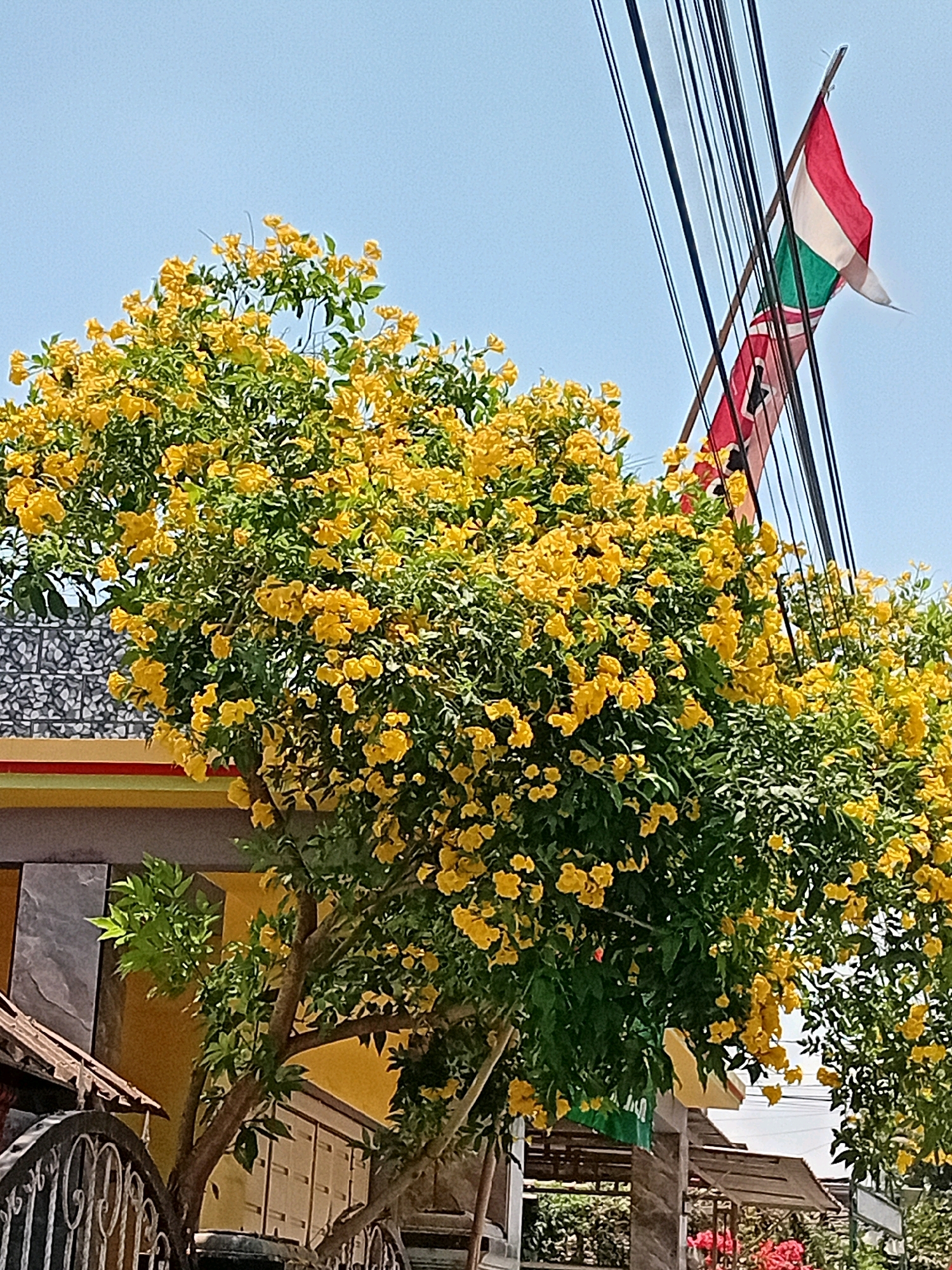 In the city of Tanjungrejo, Indonesia, on a clear day, a vibrant yellow flowering tree with lush green foliage dominates the foreground. The tree is adorned with numerous small, bell-shaped yellow blossoms. Behind the tree, a building with a distinctive yellow and grey patterned facade is partially visible, suggesting residential or commercial architecture. The upper right portion of the image features a clear blue sky. Intersecting the sky are several black electrical wires, and further to the right, two flags are flown from poles. The top flag appears to be a tricolor with horizontal stripes of red, white, and green. Below it, another flag is partially visible, displaying red and white bands and a symbol that resembles a swastika. A decorative metal fence is situated in the lower left corner of the frame, adding a touch of detail to the scene.
