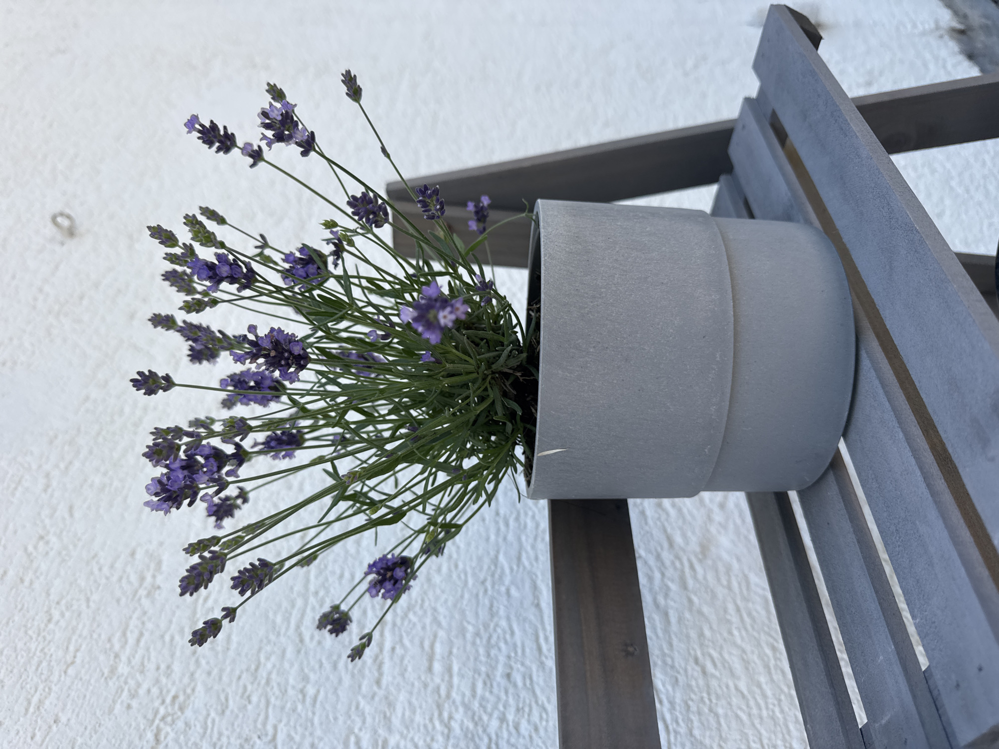 A pot of lavender is mounted on a wooden trellis against a textured white wall. The lavender is in bloom, with numerous purple flower spikes and green foliage. The pot is a light gray, cylindrical shape, and appears to be made of a matte material. The wooden trellis is made of dark gray planks, arranged vertically and horizontally to form a frame. The scene is outdoors, as suggested by the natural light and the presence of plants. The overall impression is one of a peaceful, garden setting. The image seems to be taken during the daytime, with soft lighting. There are no people visible in the image, nor any visible text. The location context is Hohenbrunn, Germany.