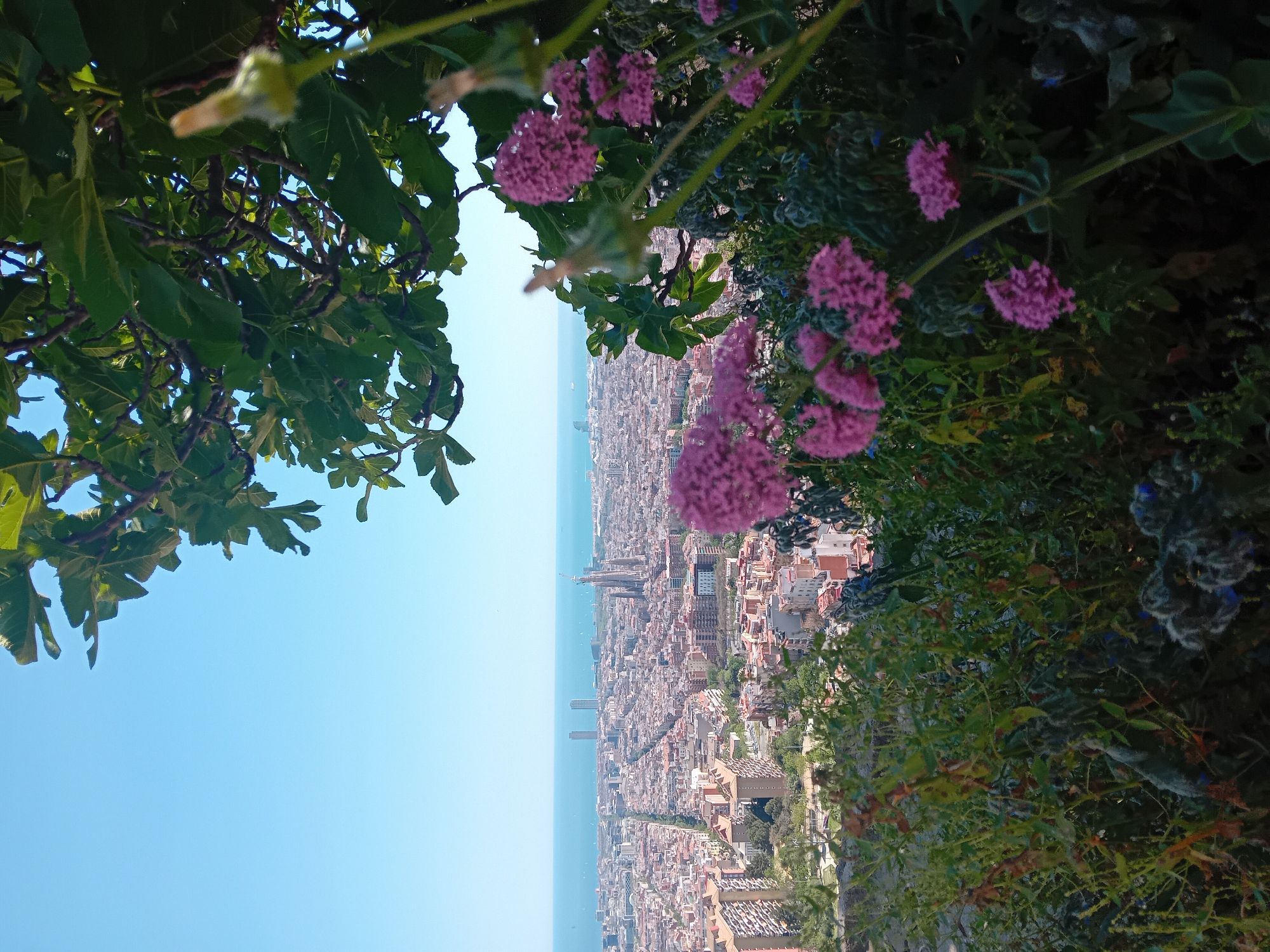 This image shows an aerial view of Barcelona, Spain, captured from a high vantage point, possibly a hill or mountain overlooking the city. The foreground includes natural elements such as green leaves and pink flowers, framing the urban landscape. The city extends toward the sea, with buildings arranged in a grid pattern. Prominent landmarks visible include the Sagrada Familia cathedral and the iconic towers of the Vila Olímpica. The sea forms the backdrop. The scene is bathed in daylight under a clear, blue sky.