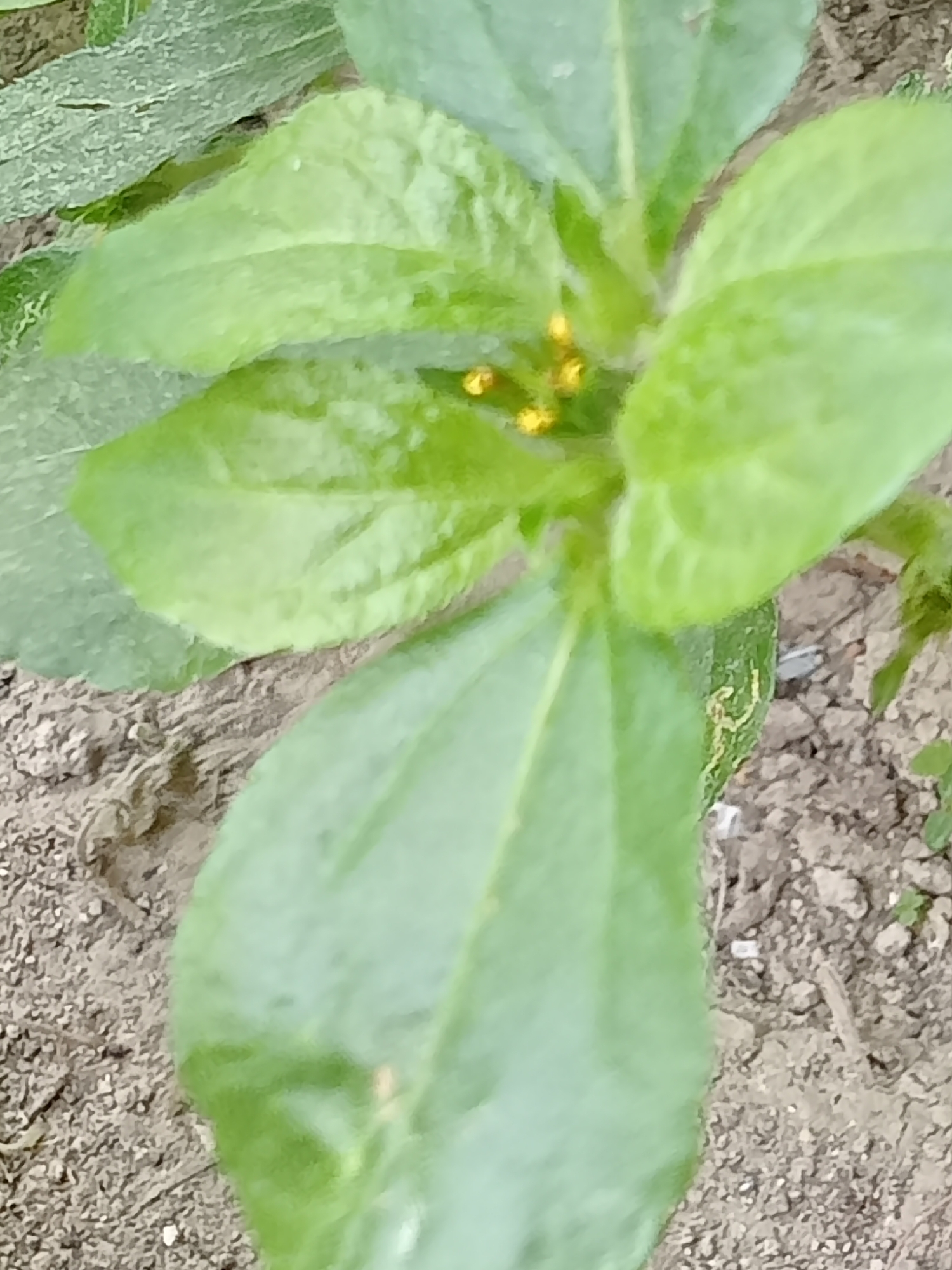 A close-up, vertical shot shows a cluster of small, bright yellow buds or young flowers emerging from the center of a green plant. The plant's leaves are broad and a vibrant green, some with a slightly textured surface, and they dominate the frame. The background consists of dry, brown soil with a rough, granular texture, speckled with small pebbles and debris. The lighting is natural, suggesting an outdoor setting, likely in a garden or natural area. There are no people or other significant objects visible. This scene appears to be located in Simo, Indonesia.