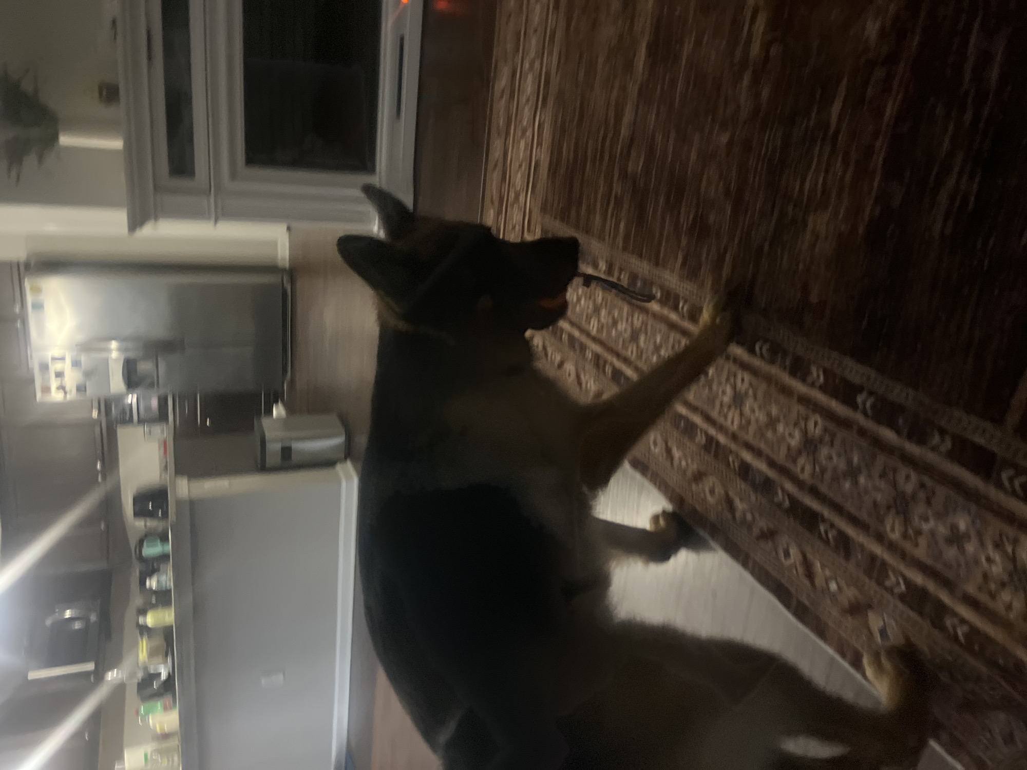 An indoor scene depicts a German Shepherd dog walking across a rug. The dog is positioned in the foreground, facing right, with its body partially obscured by the camera's angle. It appears to be holding an orange toy in its mouth. The background shows a kitchen area with cabinets, a refrigerator, and a counter with various items on it. To the right of the kitchen is a fireplace. The lighting in the image is dim, suggesting it was taken in the evening or in a low-light environment. The location is described as Jacksonville, United States of America, though this information is not visually evident from the image itself.
