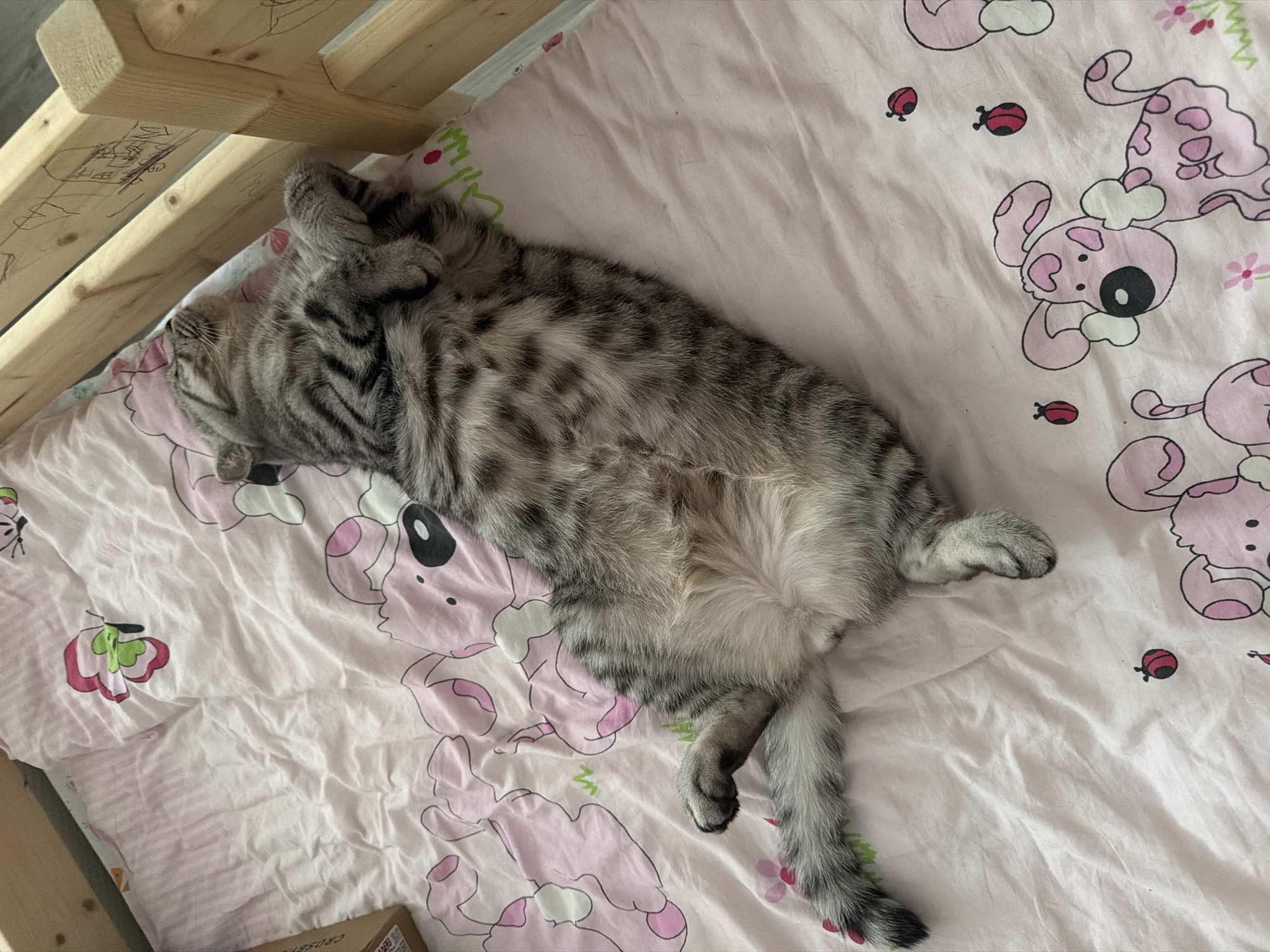 A grey tabby cat is sleeping on a pink comforter with a pattern of cartoon dogs and ladybugs. The cat is curled up on its back with its paws in the air. The comforter is on a bed with a wooden frame. The scene appears to be indoors, possibly a bedroom. The lighting suggests daytime. The overall mood is peaceful and relaxed, as the cat is comfortably asleep. The visible text is "CROSB581" on a box peeking out from under the bed. The location context is Chaikovsky, Russia.
