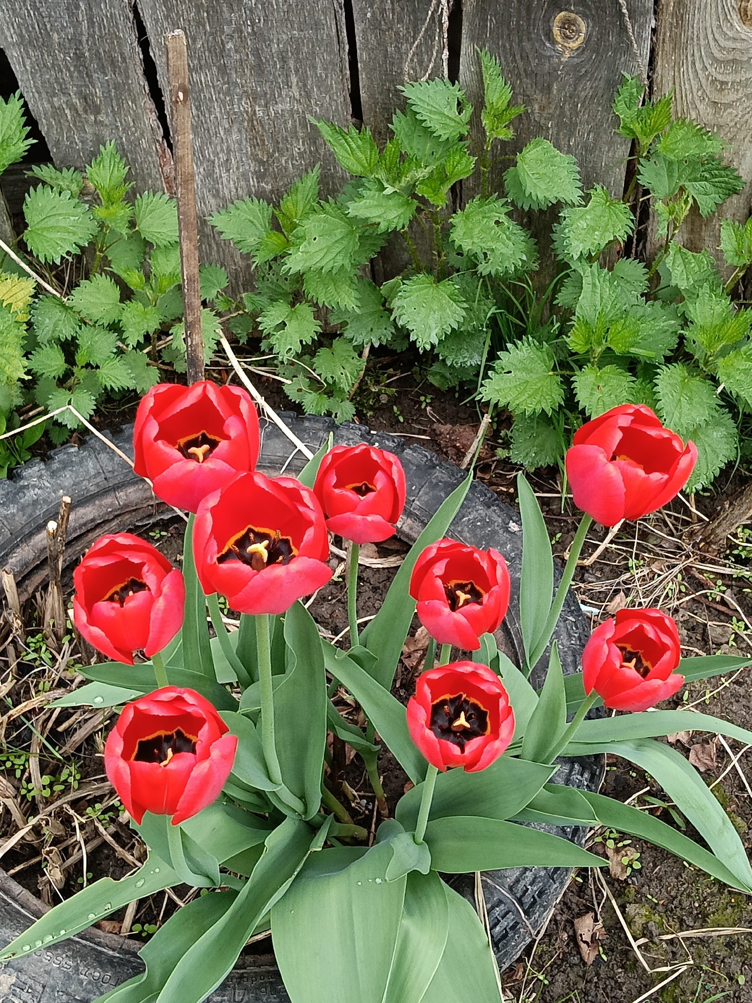 A close-up shot shows a cluster of red tulips in bloom, planted within what appears to be the sidewall of a recycled tire. The tulips are in various stages of opening, revealing their black and yellow centers. The background features a weathered wooden fence and a patch of green nettles. The ground around the tire is covered with dry leaves and small sprouts of greenery. Given that the location is Красный Маяк, Russia, this is likely a personal garden or a small plot within a rural or semi-rural area. There are no people visible in the image. The primary subjects are the tulips and the tire planter. The main action depicted is the blooming of the flowers. The environment is a garden setting with a rustic fence.