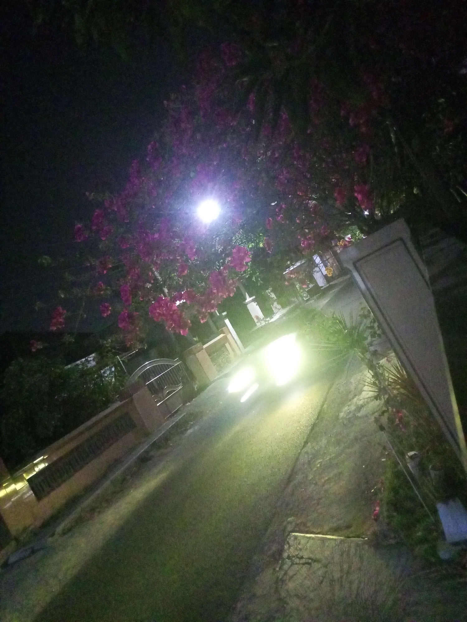 The image depicts a street scene at night in Ngasem, Indonesia. The foreground is dominated by a paved road, with a bright light emanating from what appears to be the headlights of a vehicle, which is partially visible. To the left of the road, a low fence with a metal gate runs along the property line. Beyond the fence, there are houses and vegetation. Overhead, a tree with vibrant pink flowers is illuminated by a street light, creating a dramatic contrast with the dark sky. The overall impression is one of a quiet residential street at night, with the natural beauty of the flowers adding a touch of color and life to the scene.