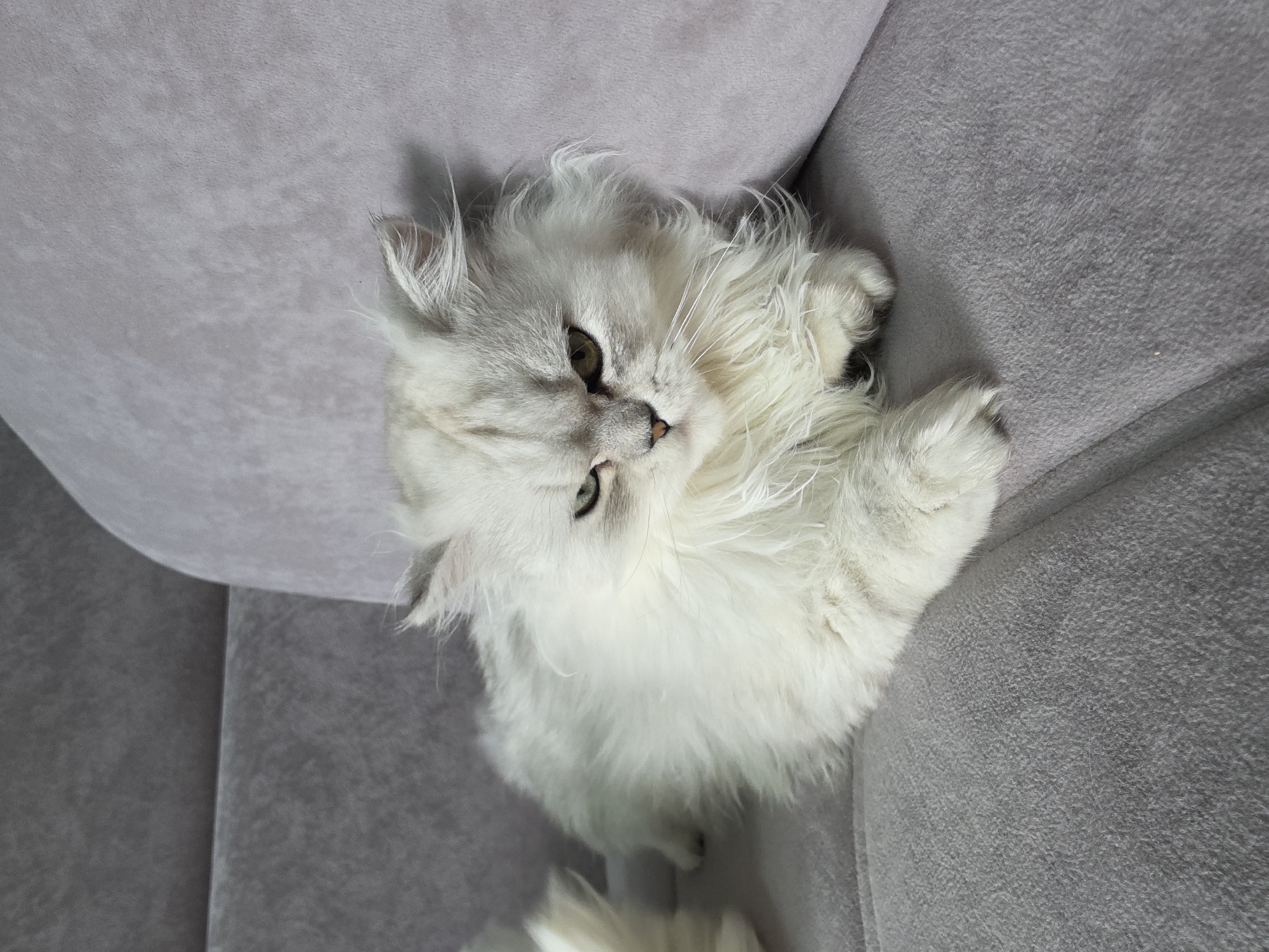 A fluffy, white Persian cat is lying on a gray couch. The cat has green eyes and is looking up and to the left. The couch appears to be indoors, with soft lighting. The image is taken from a high-angle perspective, looking down at the cat. There is no visible text in the image.