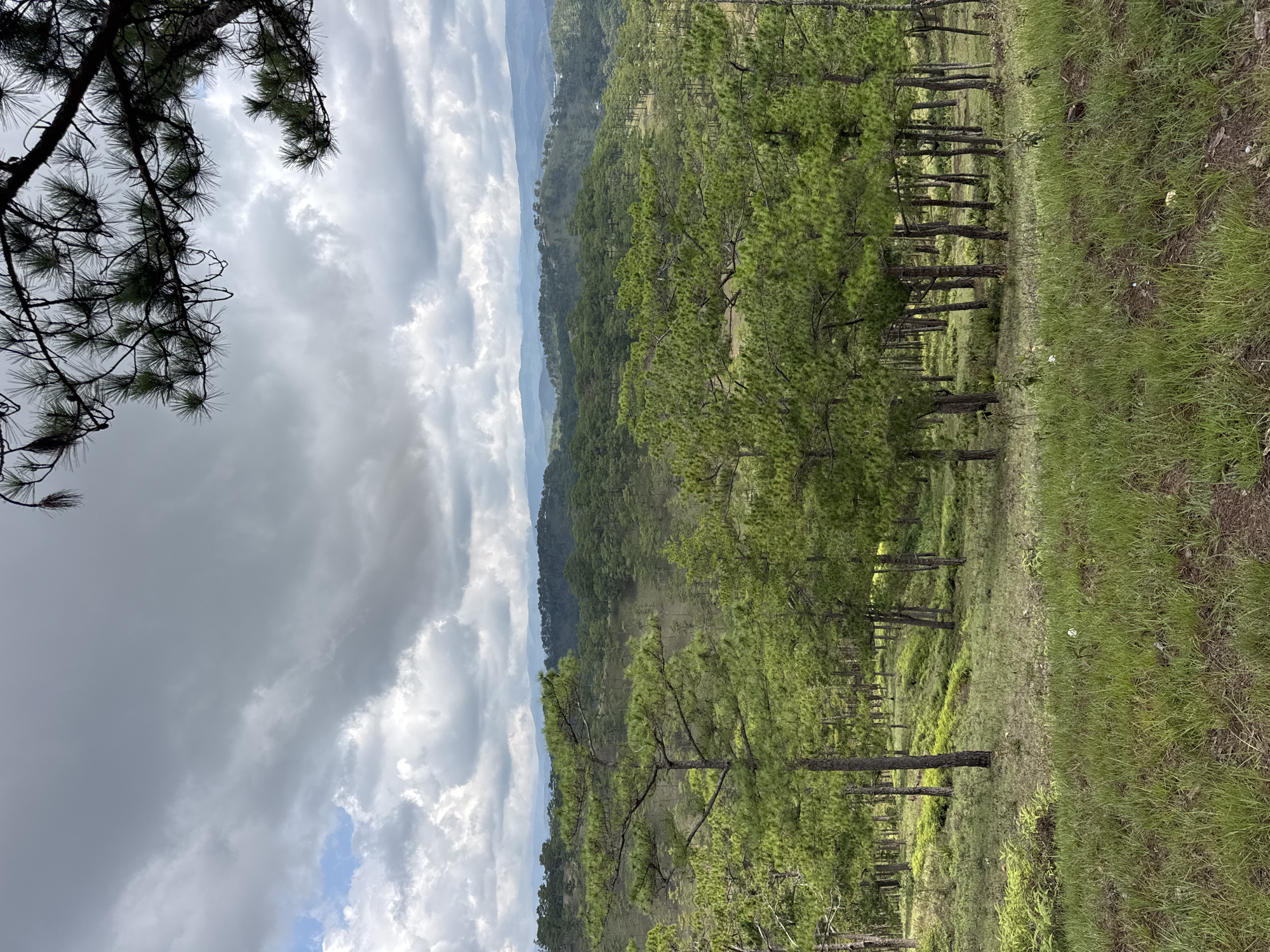 The image shows a landscape in Lạc Dương, Vietnam. Rows of pine trees stretch into the distance, covering the hillside. The ground is covered in green grass and undergrowth. In the background, more mountains are visible under a cloudy sky. A tree branch with pine needles is in the upper left corner.