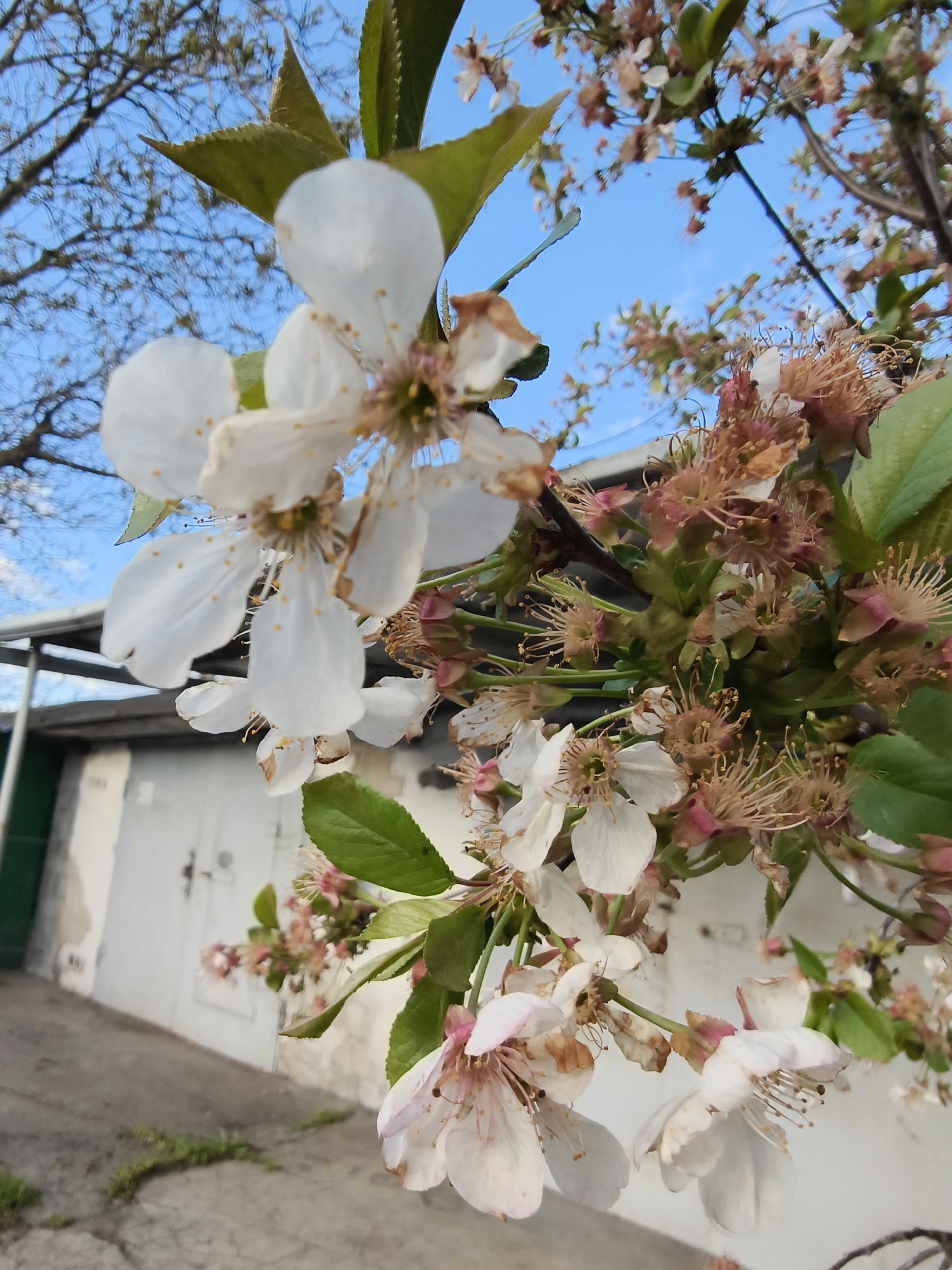 The image presents a close-up, low-angle perspective of white cherry blossoms against a clear blue sky, captured in Kryvyi Rih, Ukraine. The main subjects are the delicate white flowers of a cherry tree, some appearing fresh with bright petals and prominent yellow-tipped stamens, while others show signs of senescence with browned or faded petals and exposed brown stamens. Green leaves are interspersed among the blossoms.
The background is softly blurred but reveals several light-colored garages or sheds with white, paneled metal doors. A dark vertical element, possibly a door frame, is visible on the far left. Above these structures, bare, dark tree branches are silhouetted against the vibrant blue sky, suggesting an early spring setting before full leaf emergence.
The scene depicts the natural event of a cherry tree blooming. The clear sky and bright lighting indicate a sunny day. No human activity is visible, and there is no discernible text within the image. The overall impression is one of natural beauty and renewal in an urban or suburban landscape during the springtime.